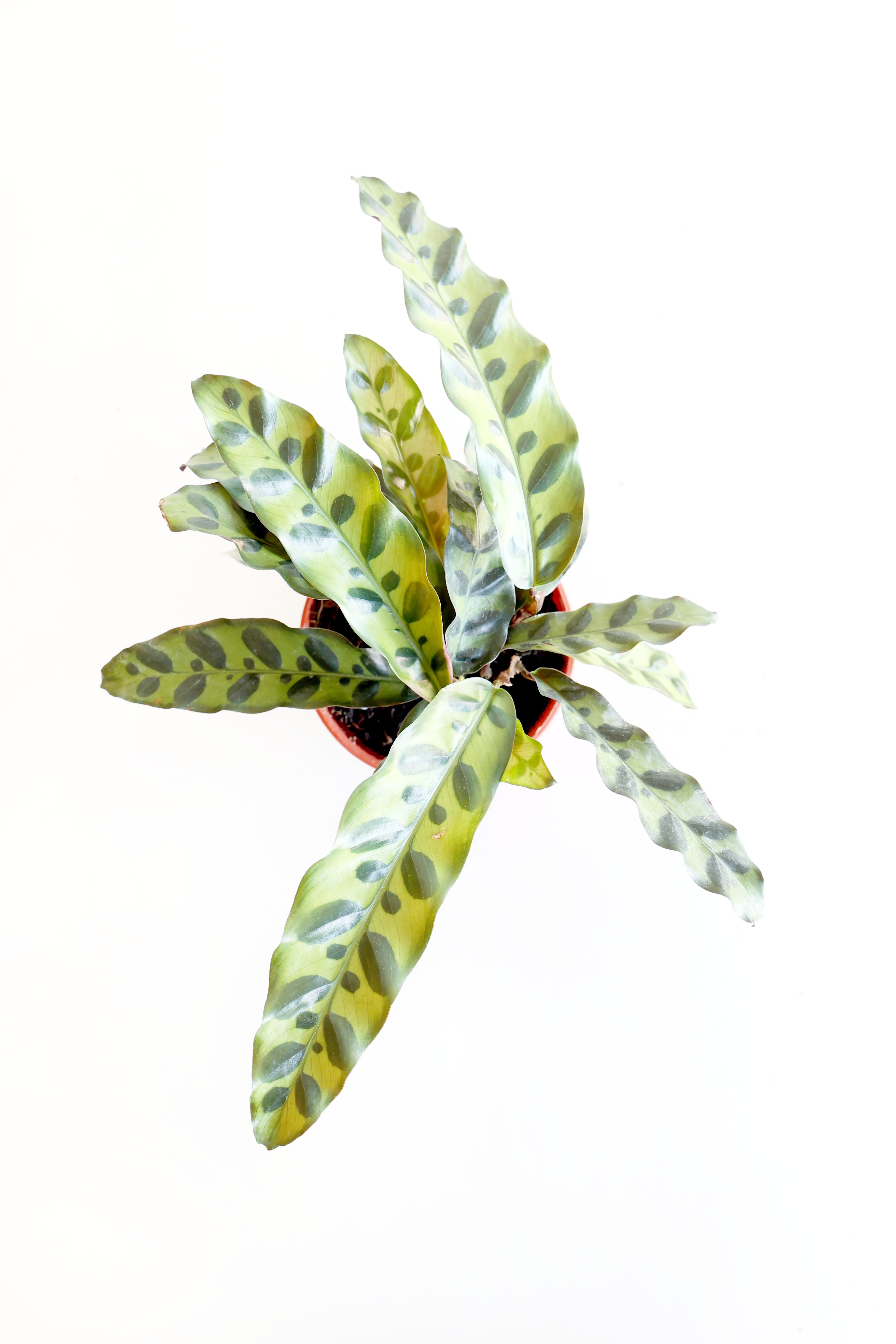 Rattlesnake Calathea