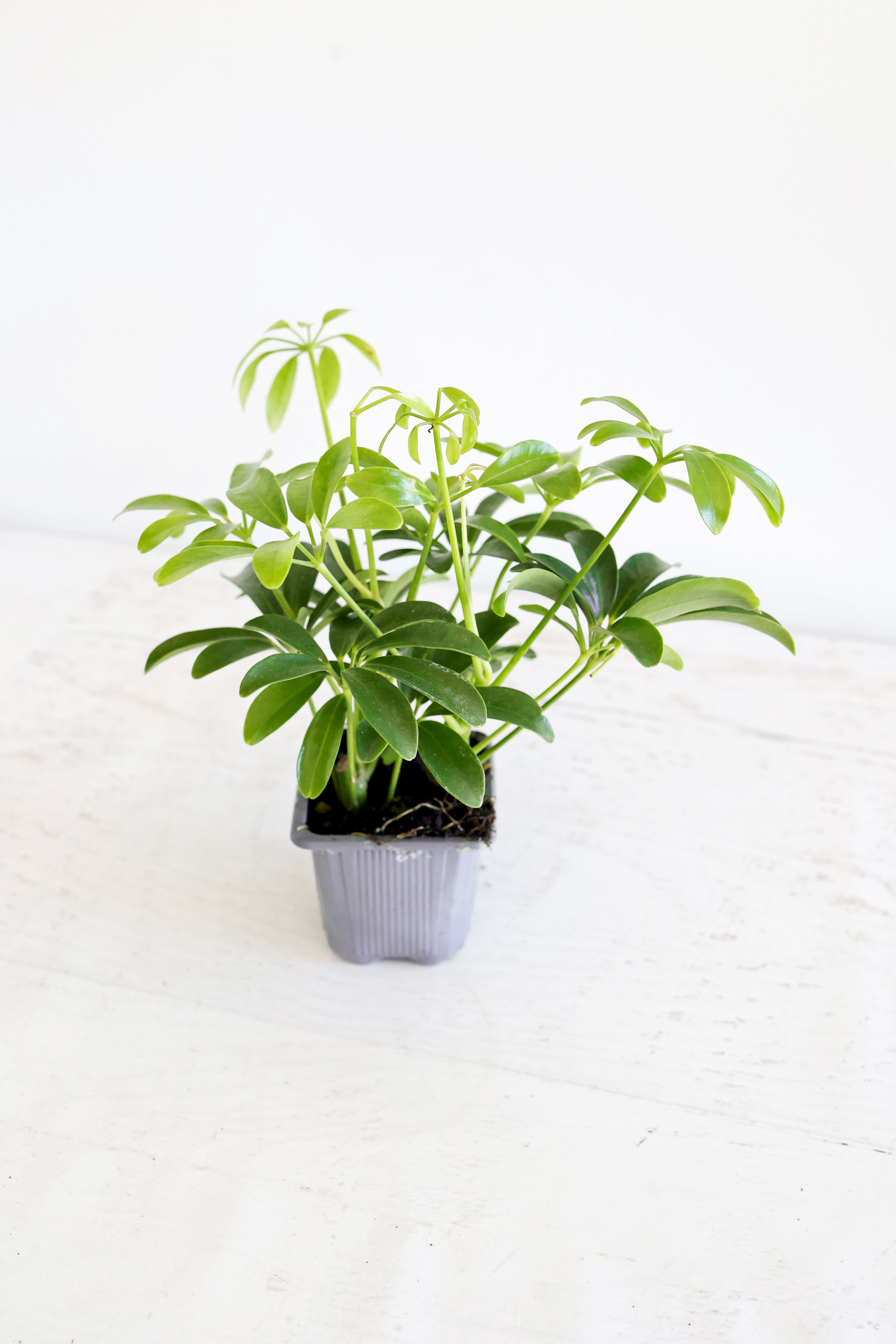 Dwarf Umbrella Plant (Schefflera Arboricola)