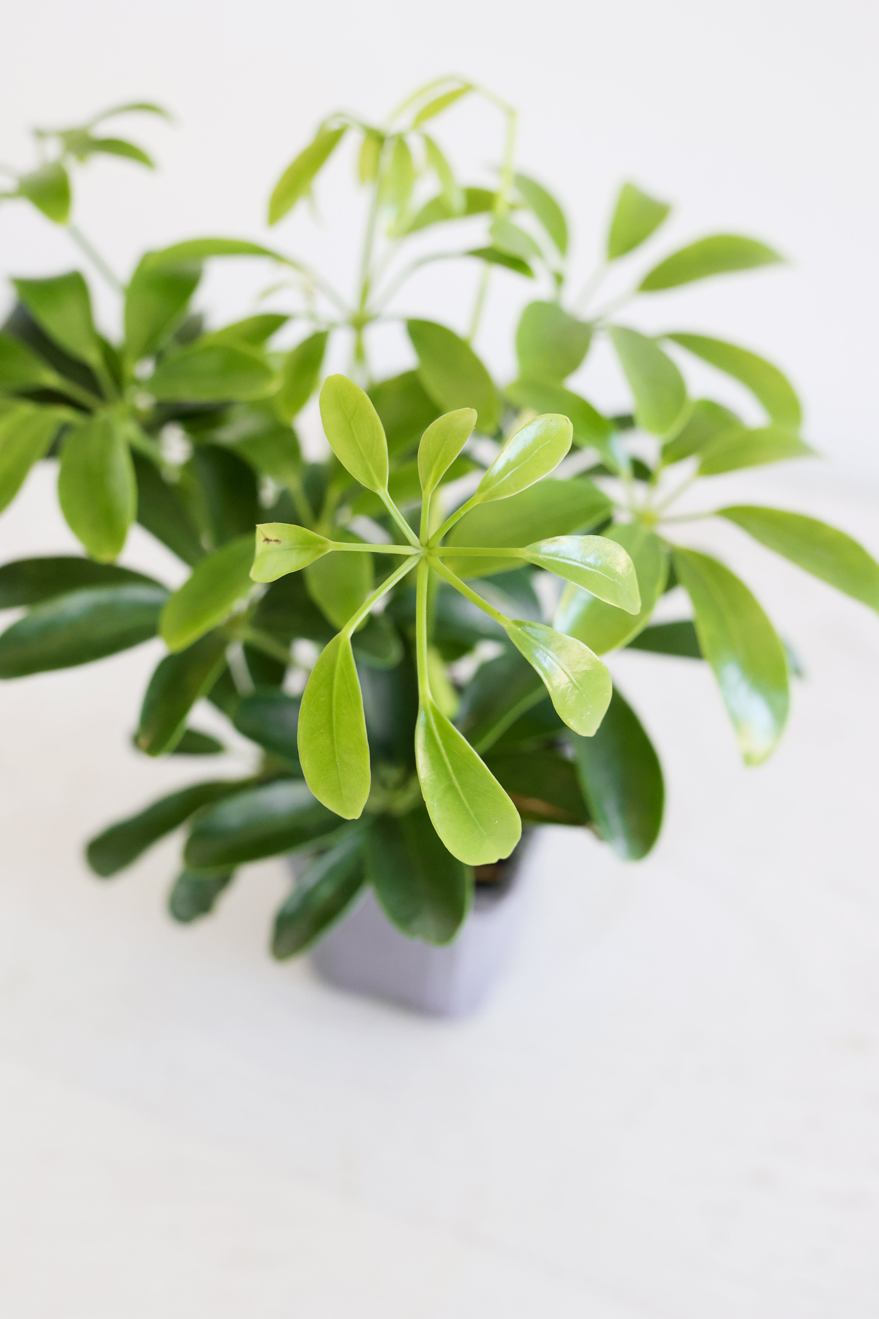 Dwarf Umbrella Plant (Schefflera Arboricola)