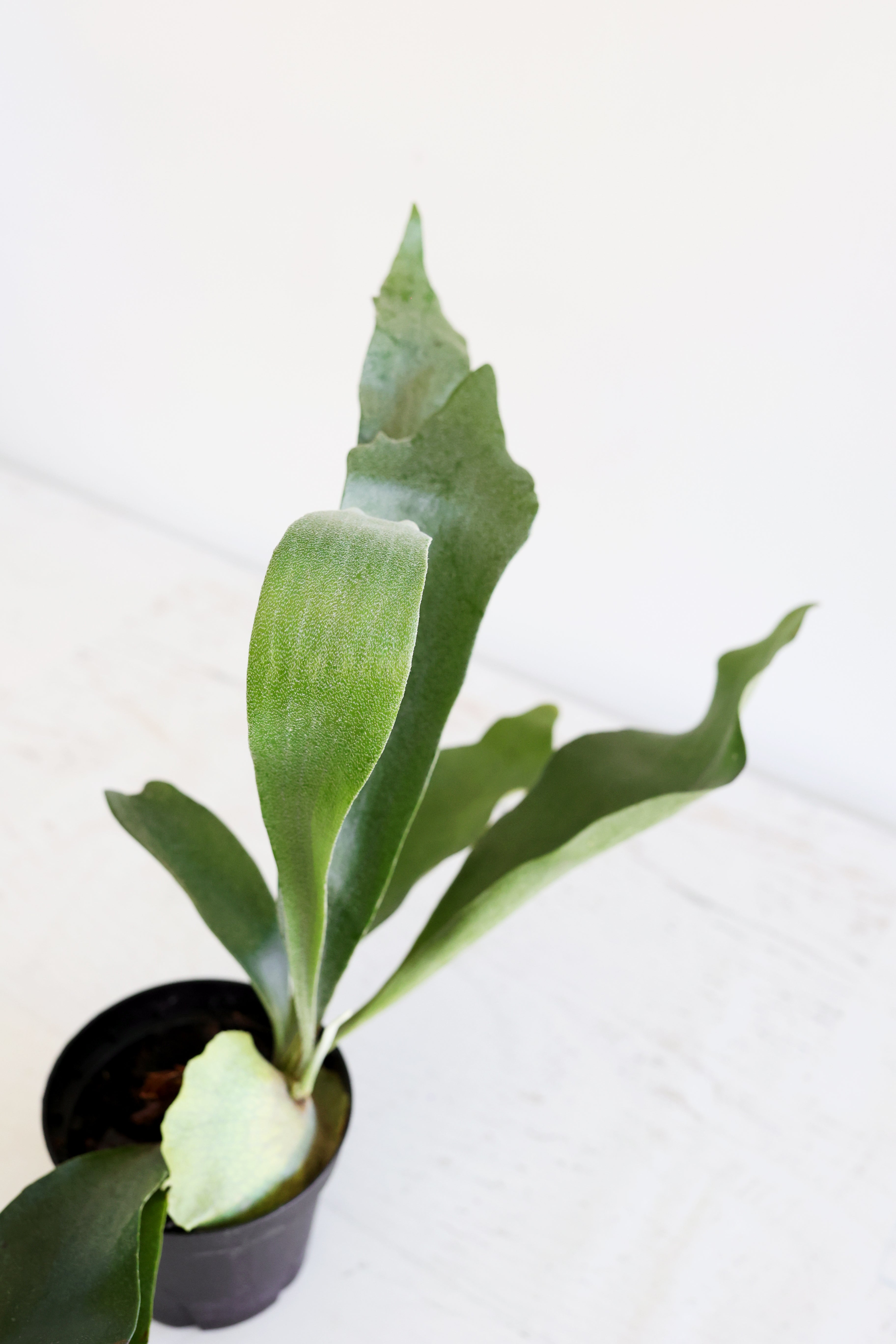 Staghorn Fern