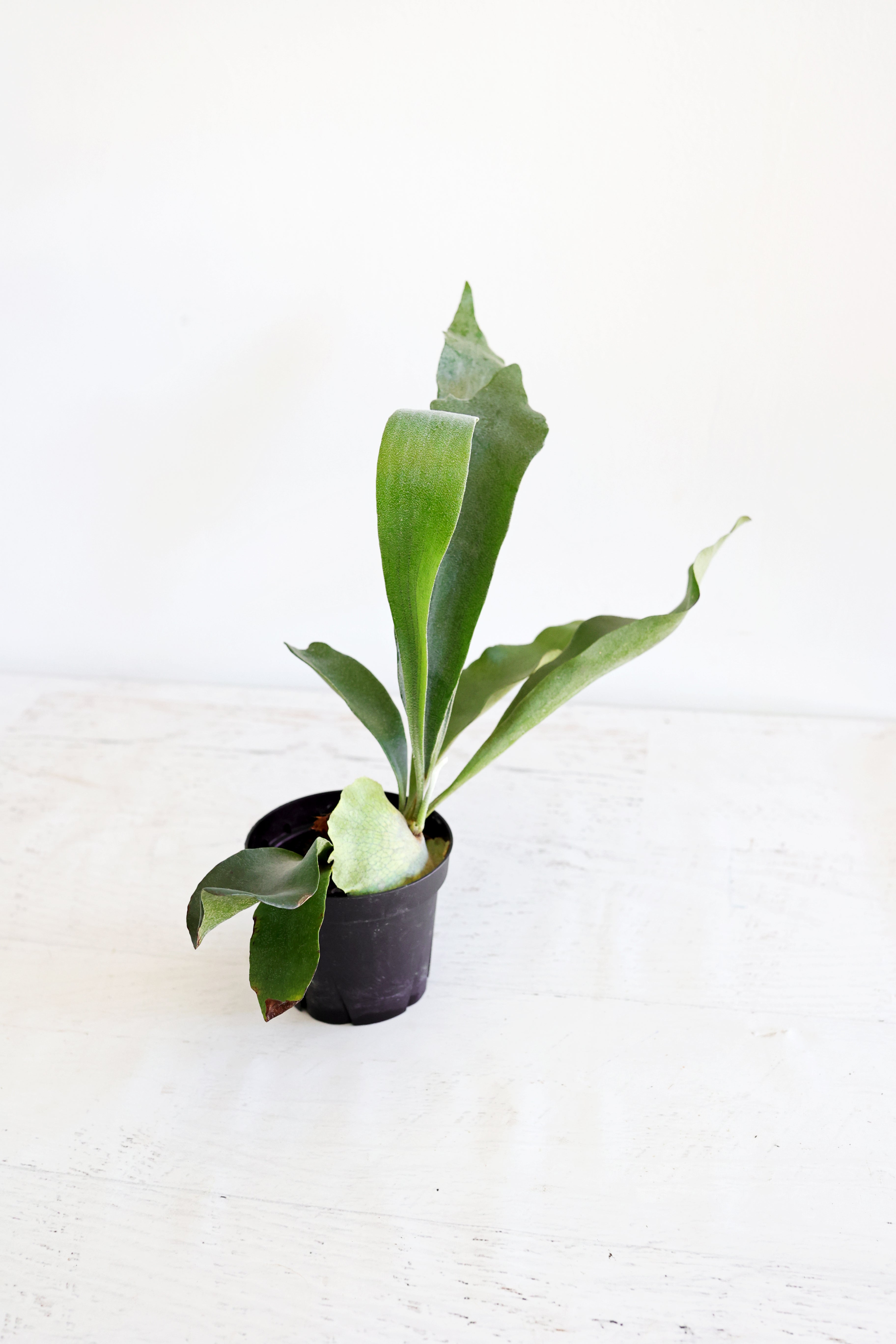 Staghorn Fern