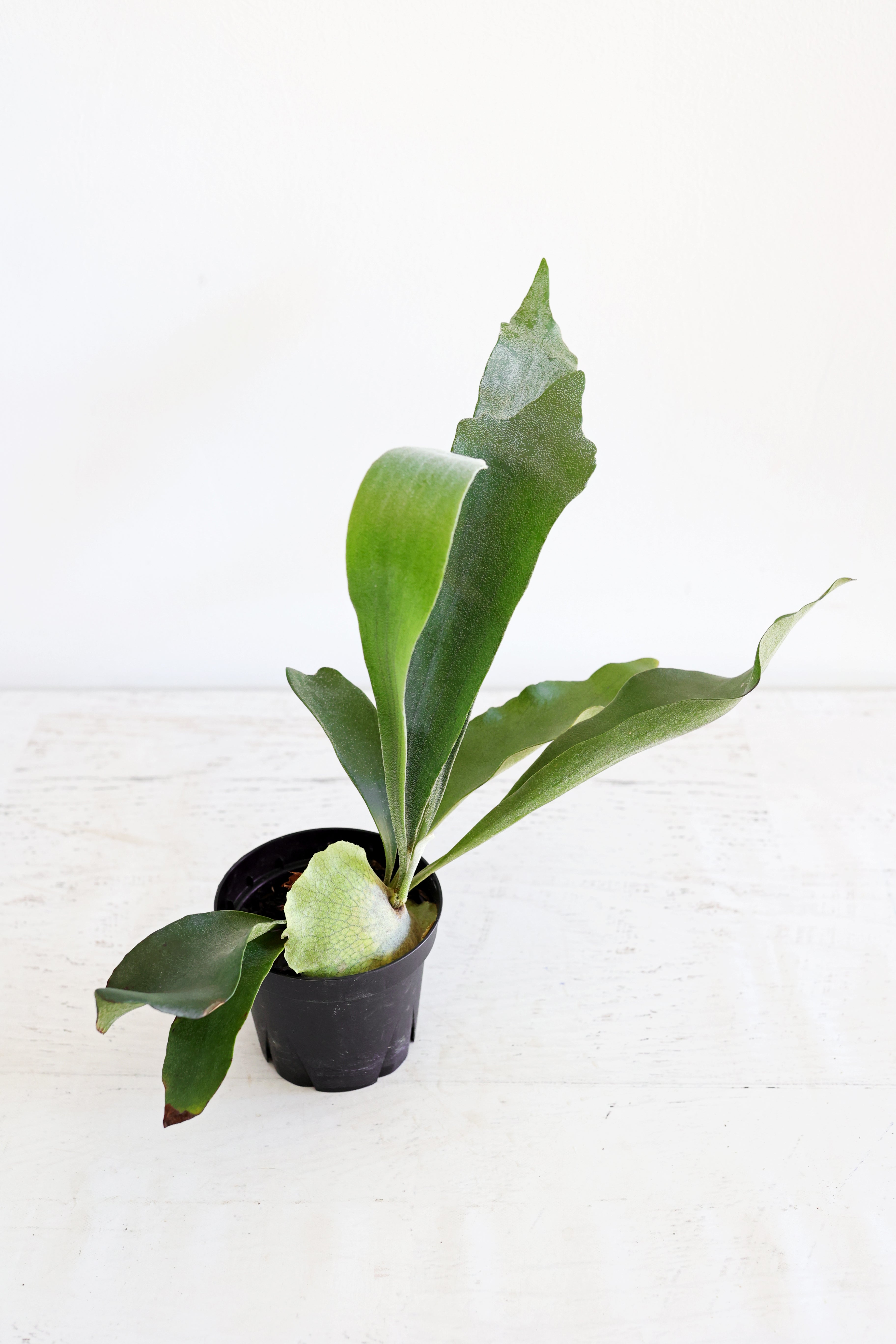Staghorn Fern