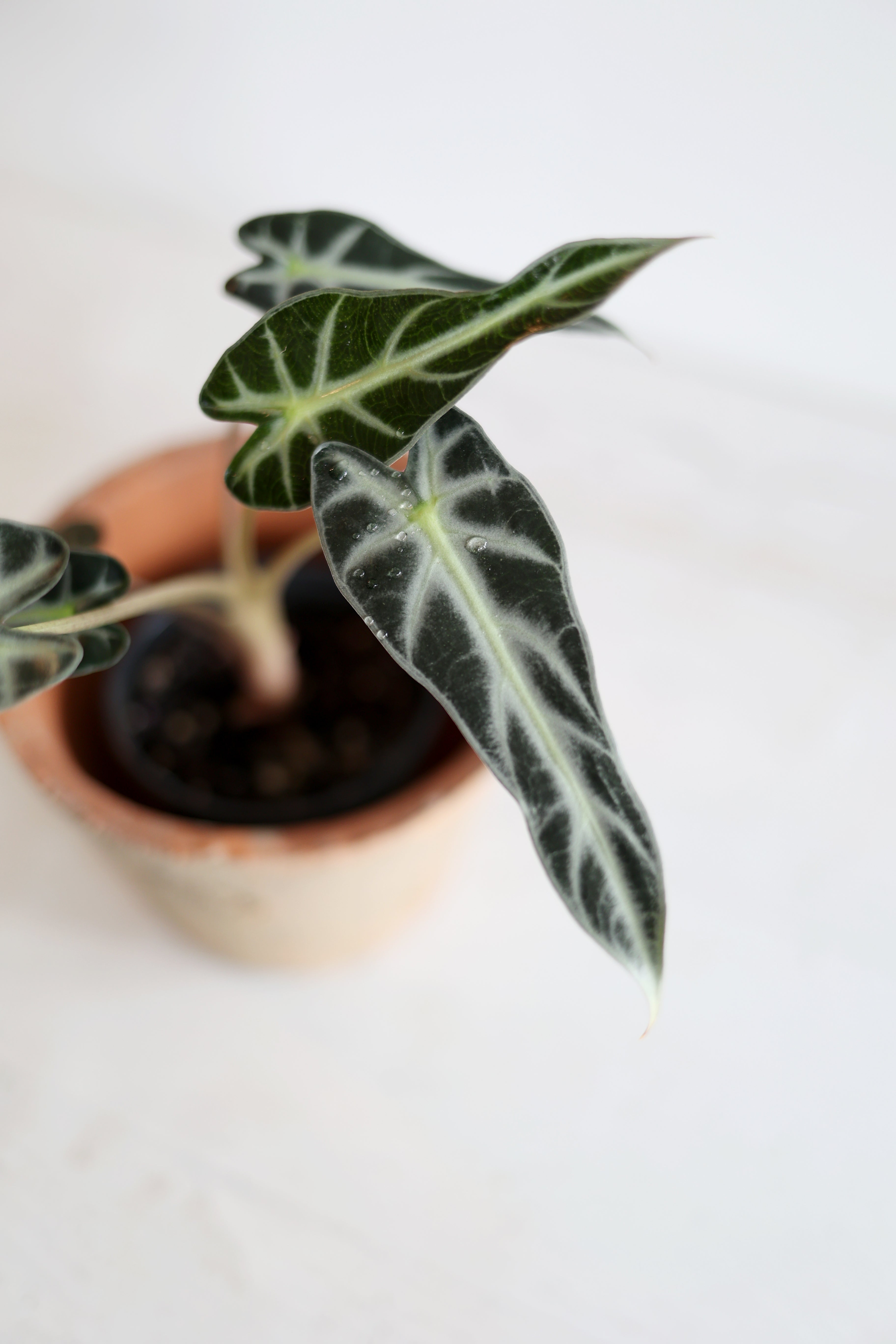 Alocasia 'Bambino'