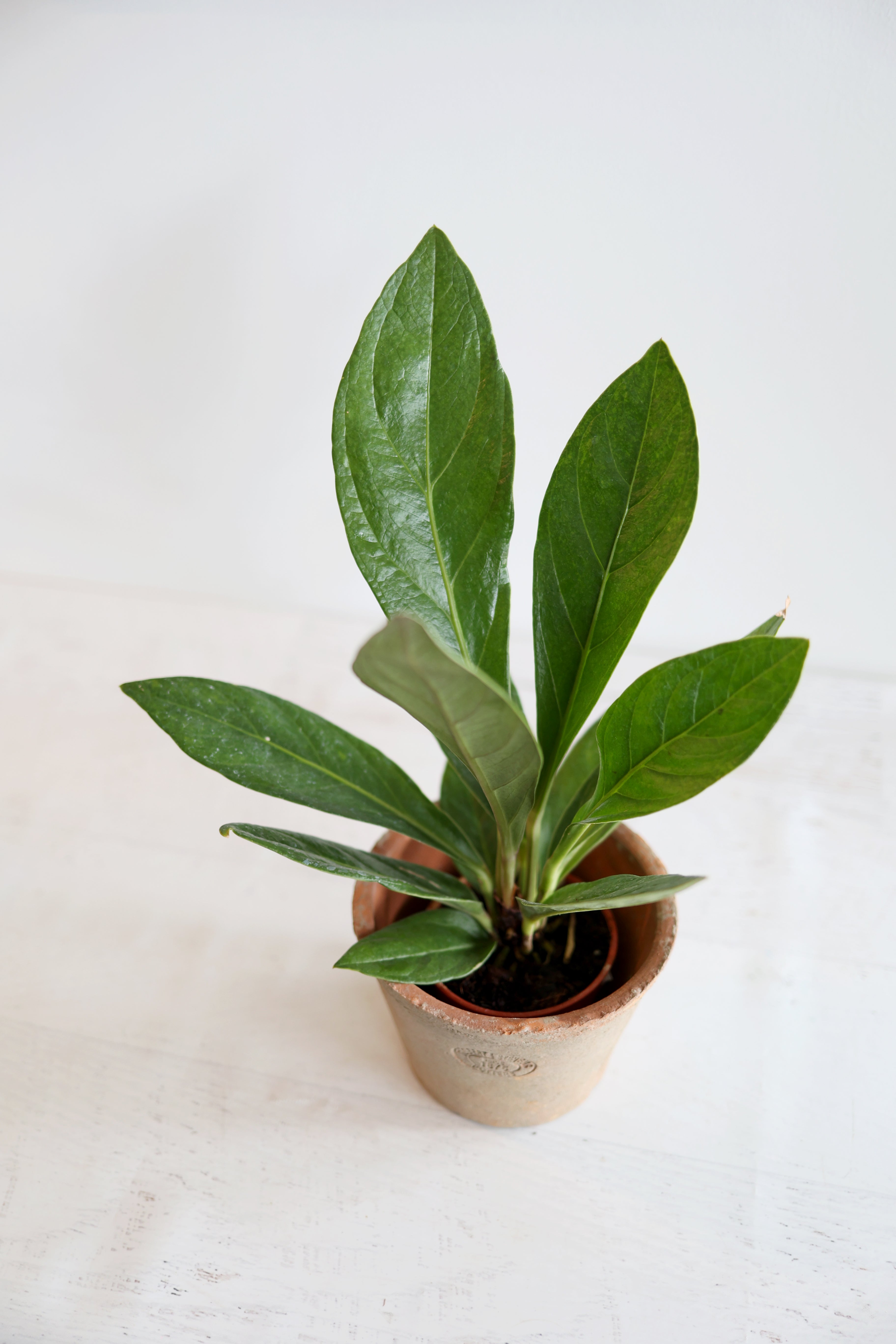 Anthurium Red Flag