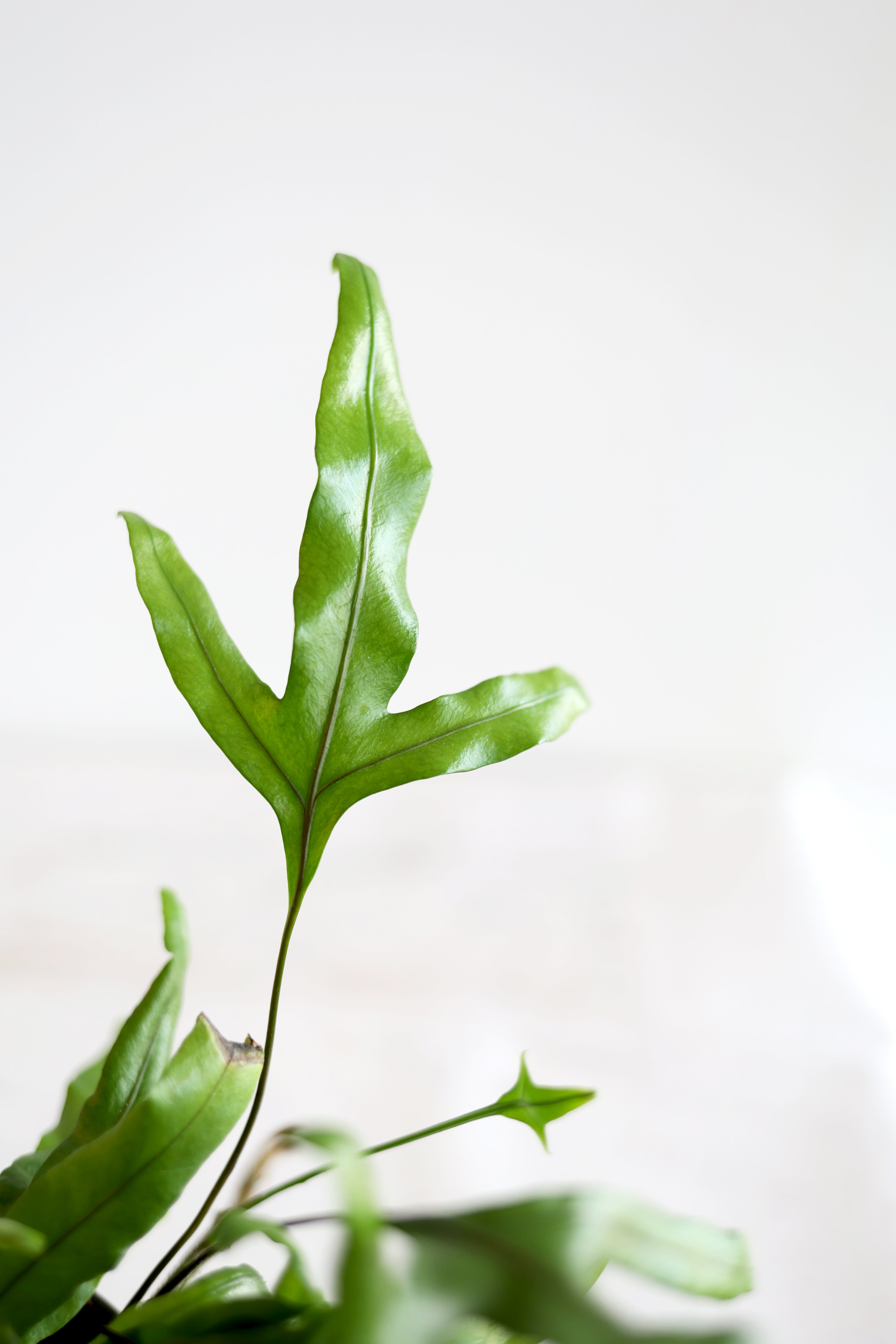 Kangaroo Paw Fern Plant