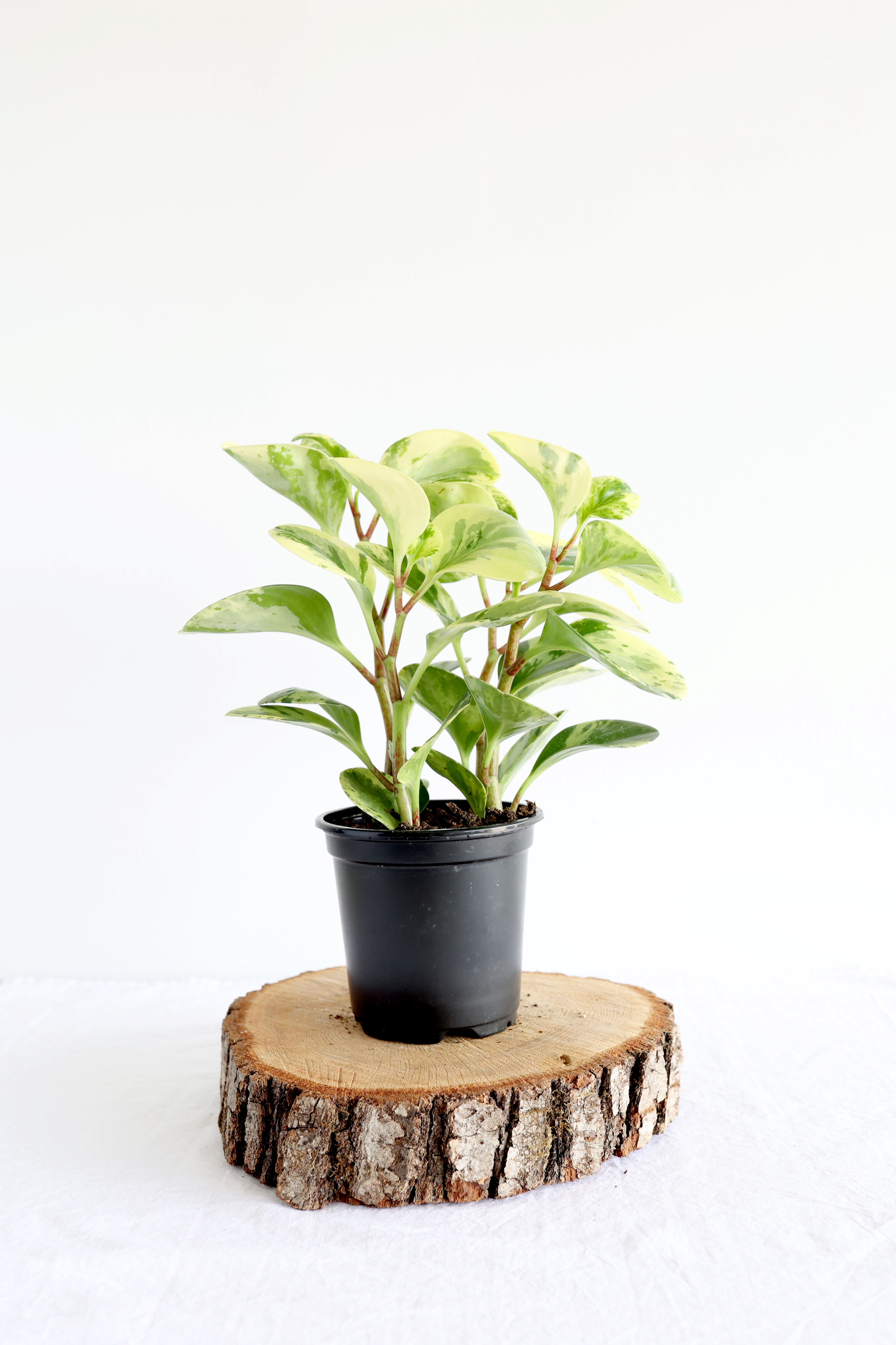 Variegated Baby Rubber Plant