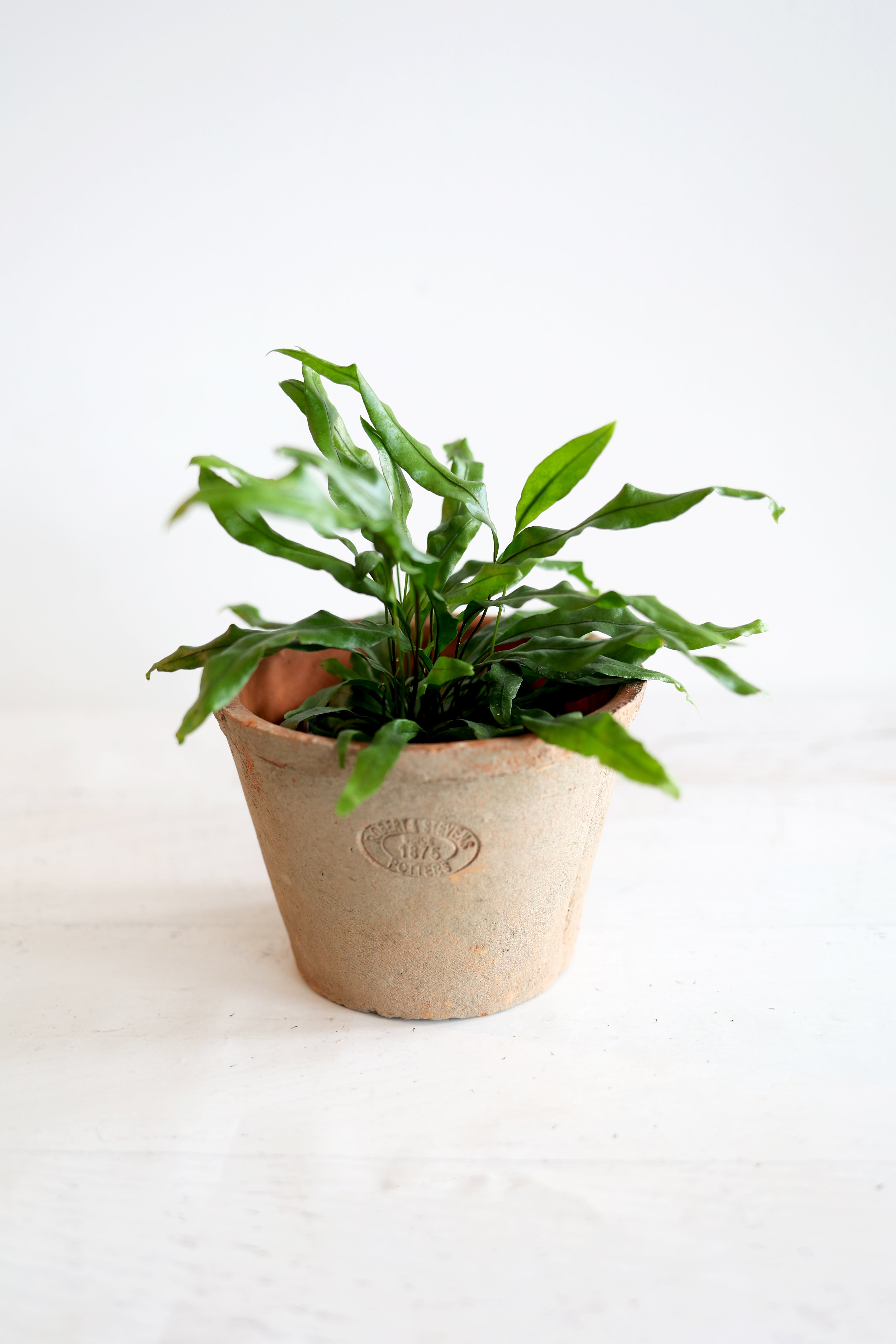 Kangaroo Paw Fern Plant