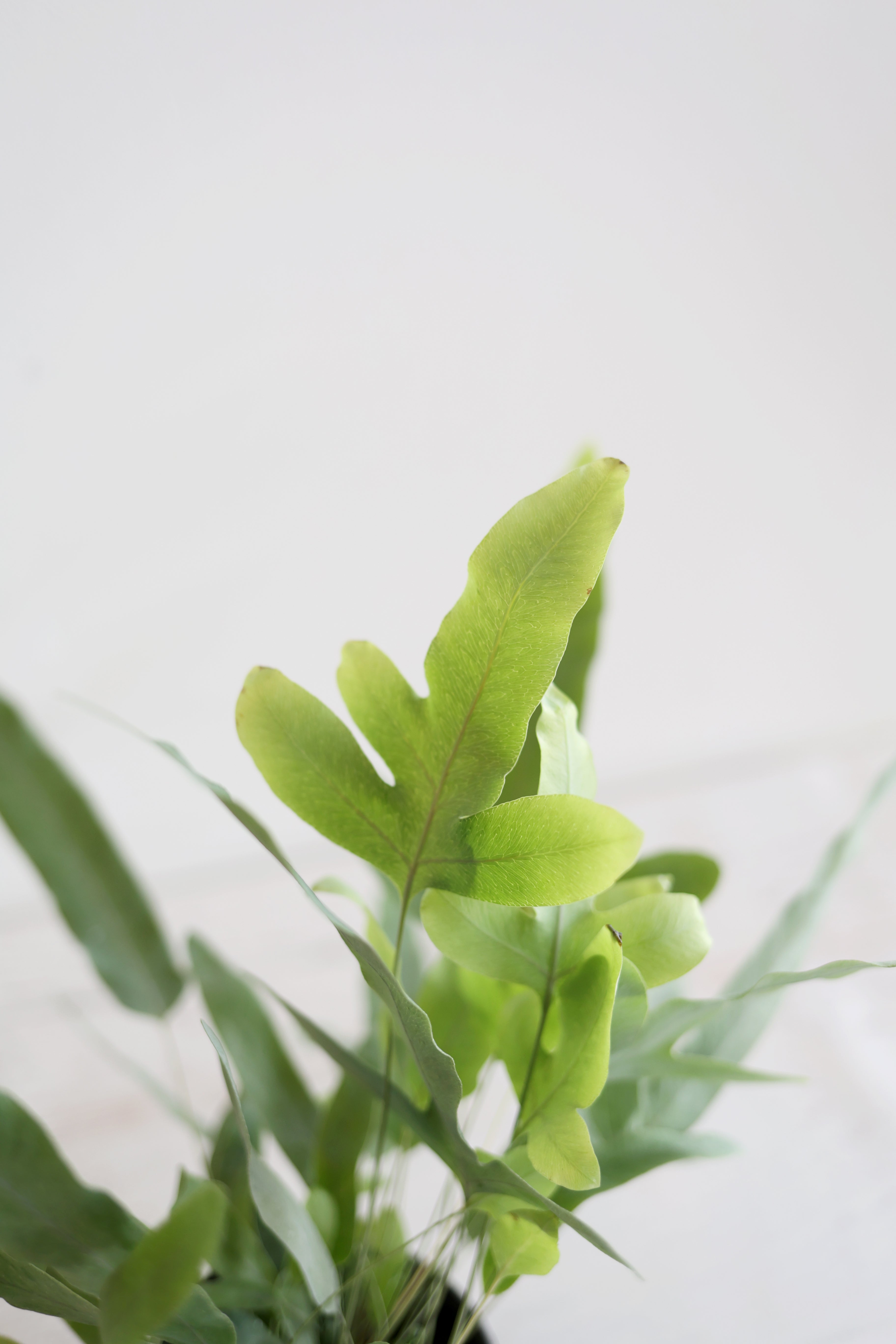 Boston Fern