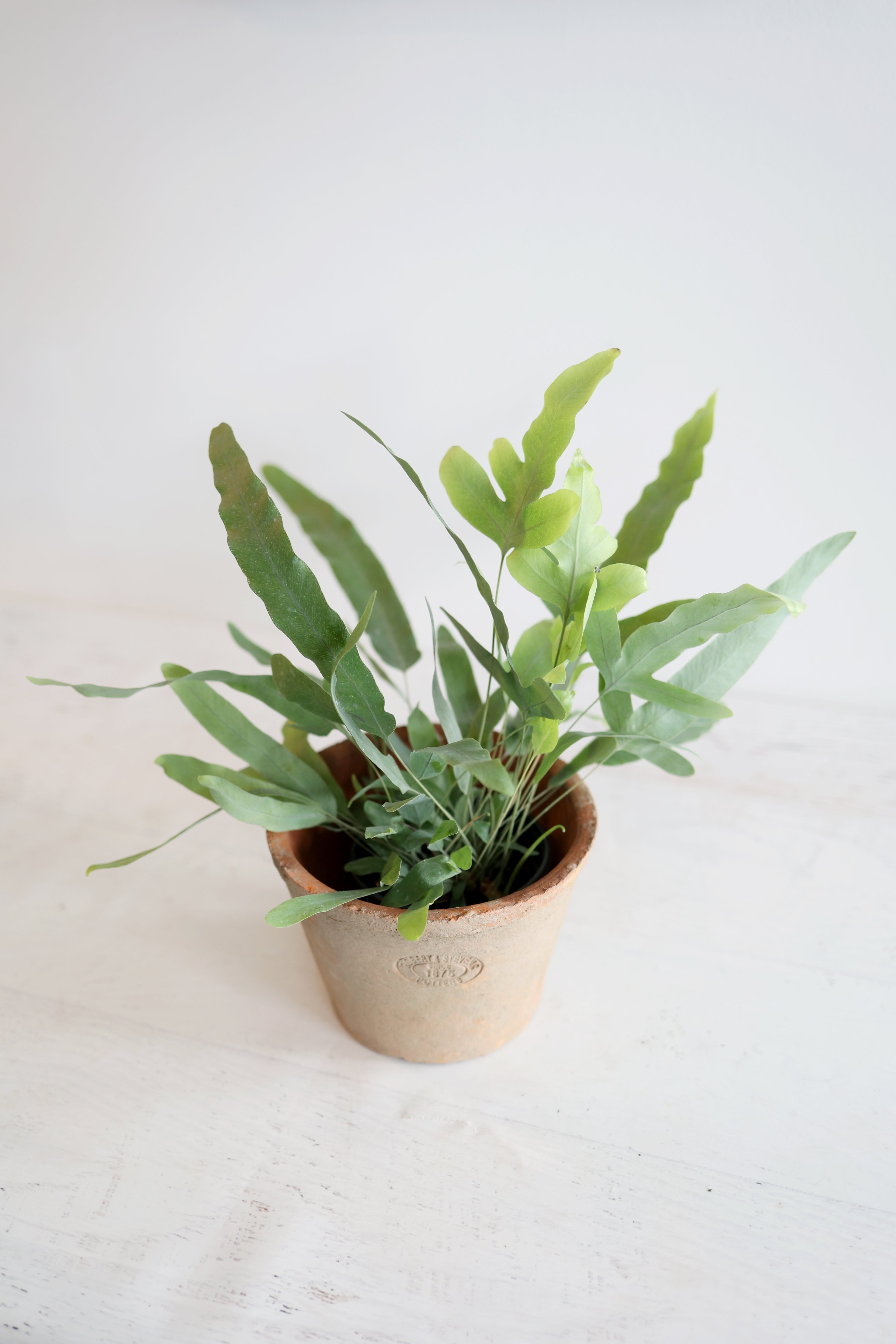 Blue-star Fern