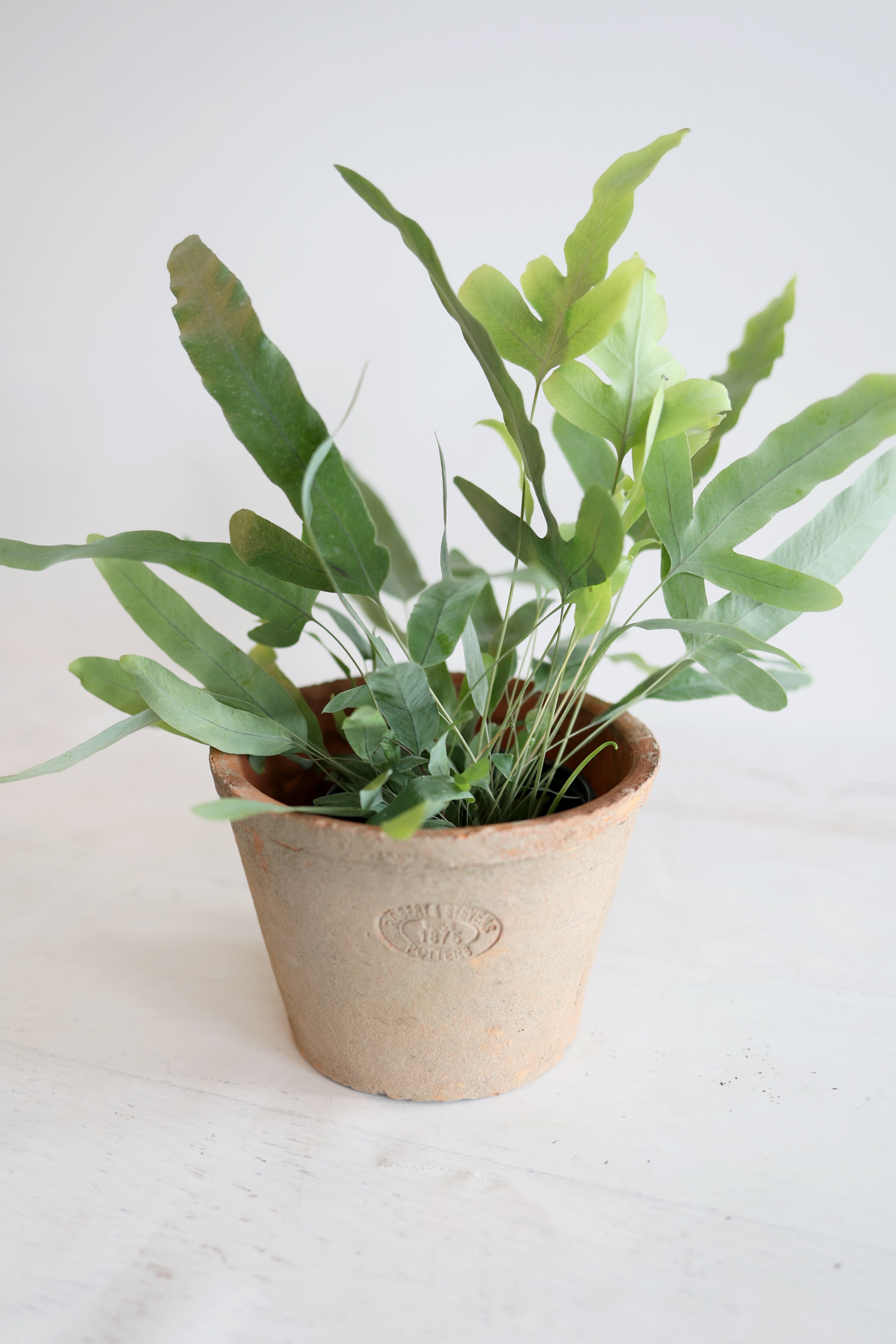 Boston Fern