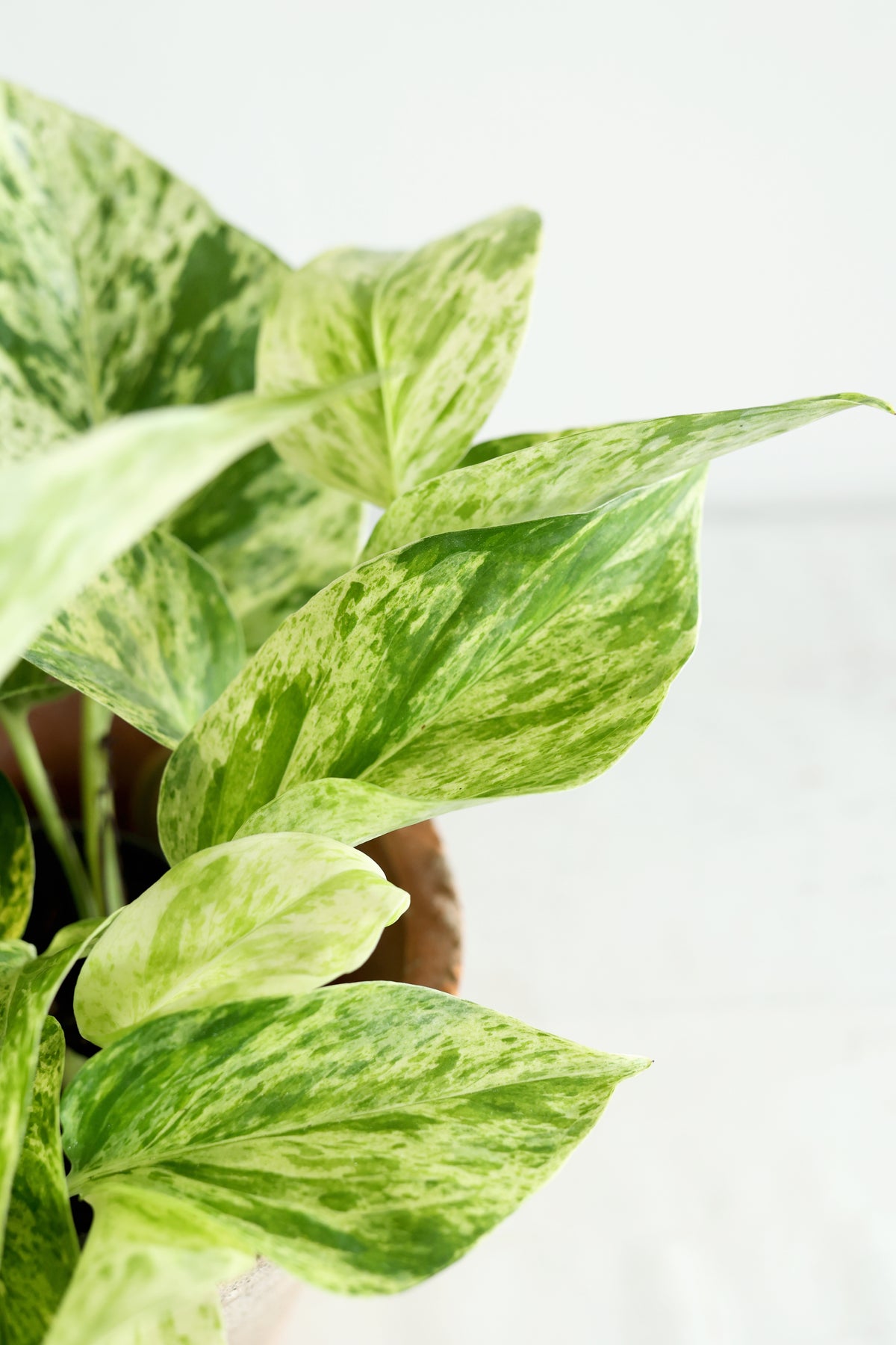 Snow Queen Pothos