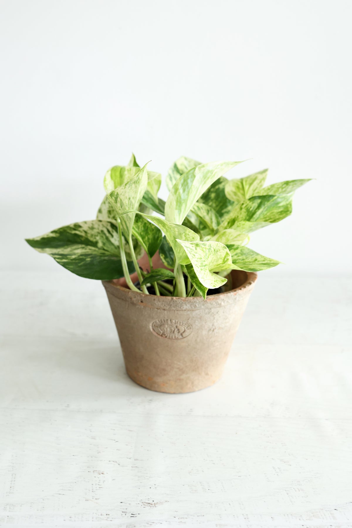 Snow Queen Pothos