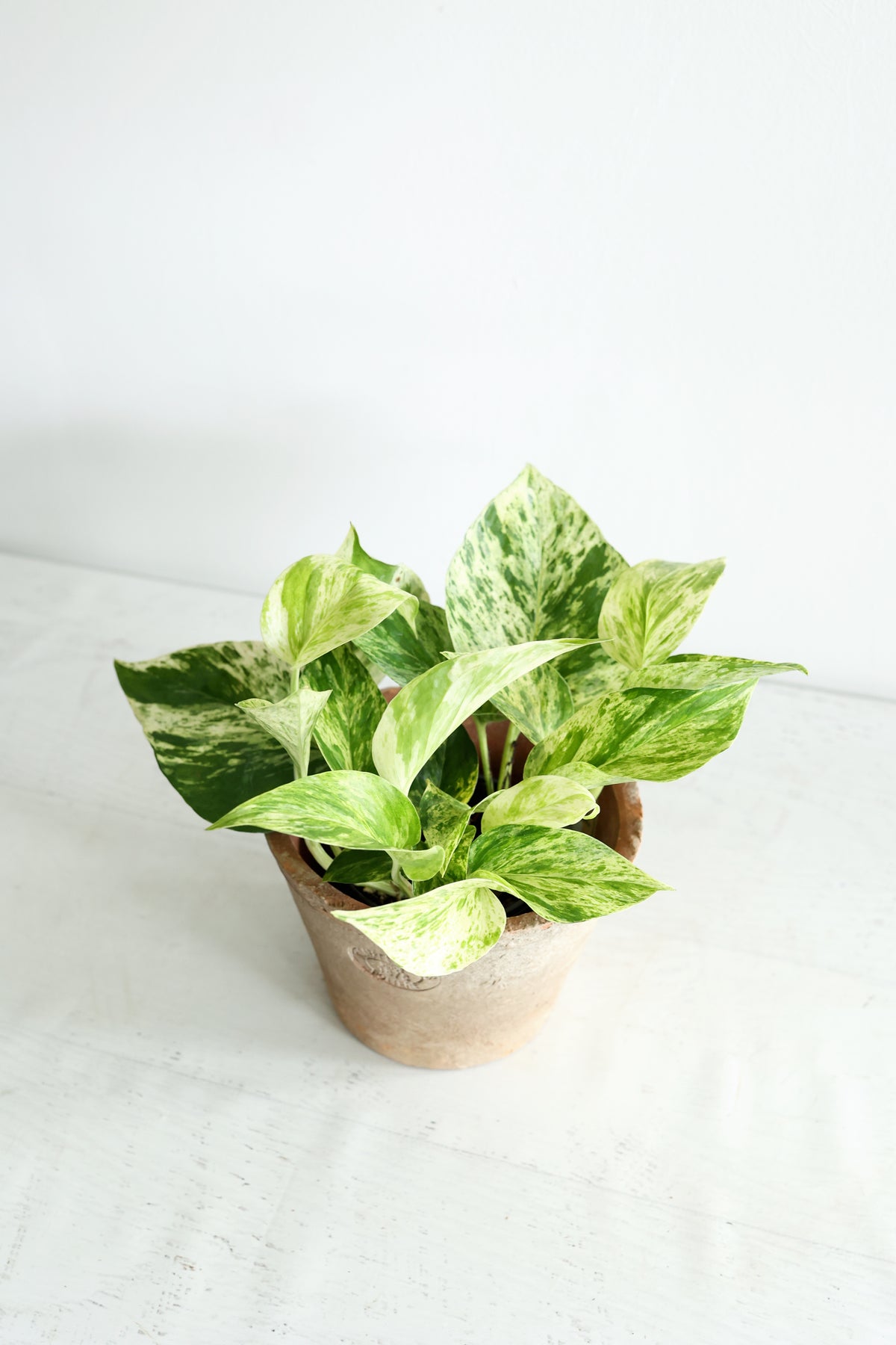 Snow Queen Pothos