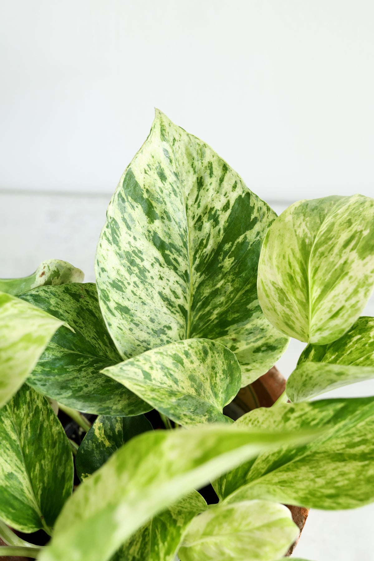 Snow Queen Pothos