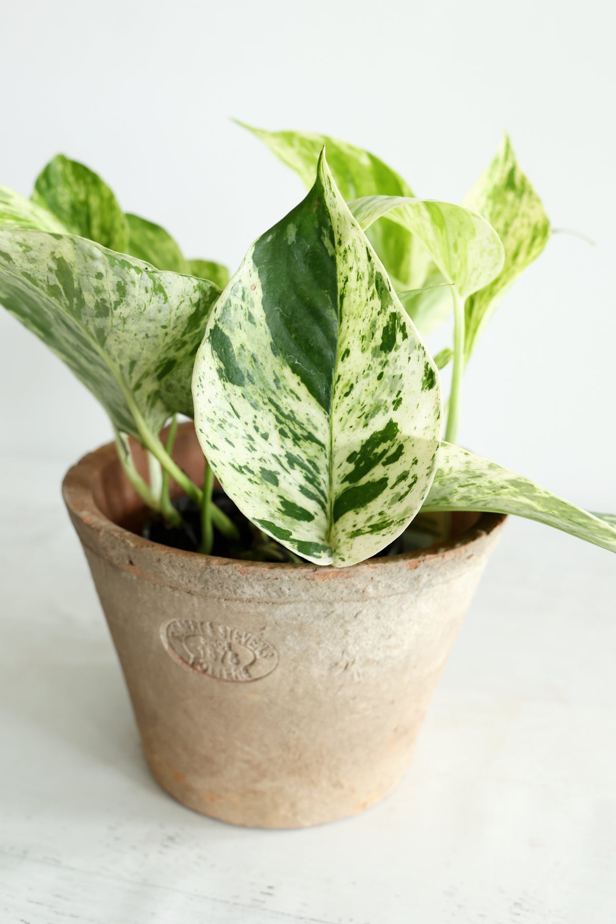 Snow Queen Pothos