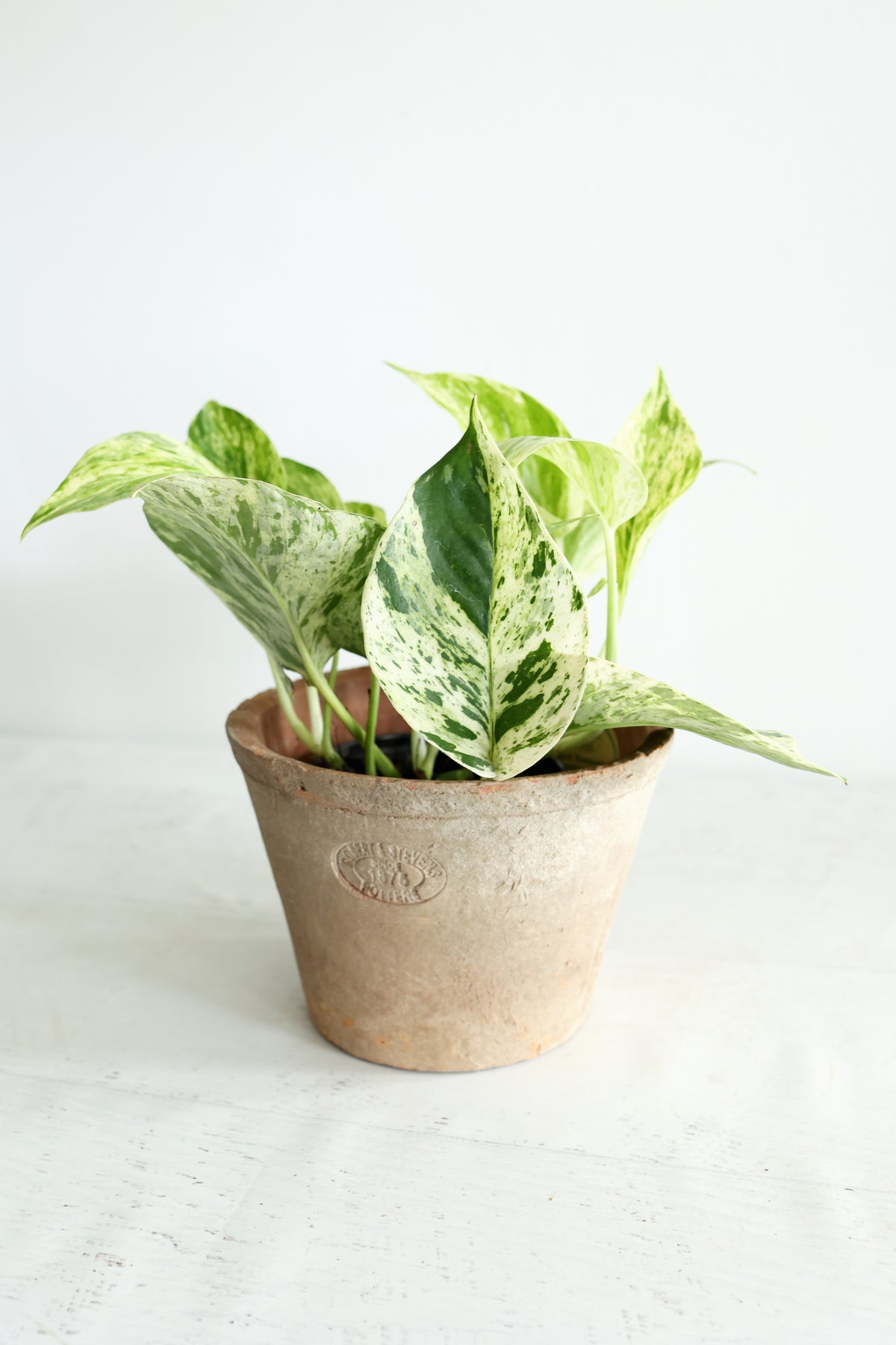 Snow Queen Pothos