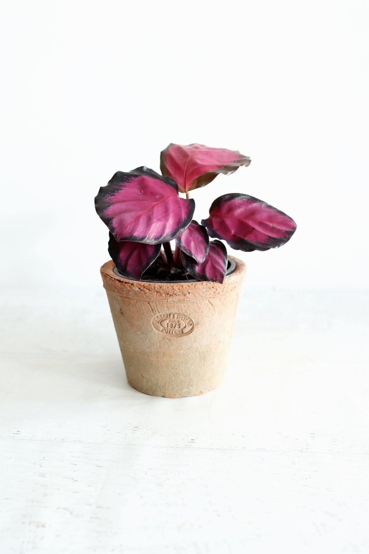 Purple Rose Calathea (Calthea Roseopicta)