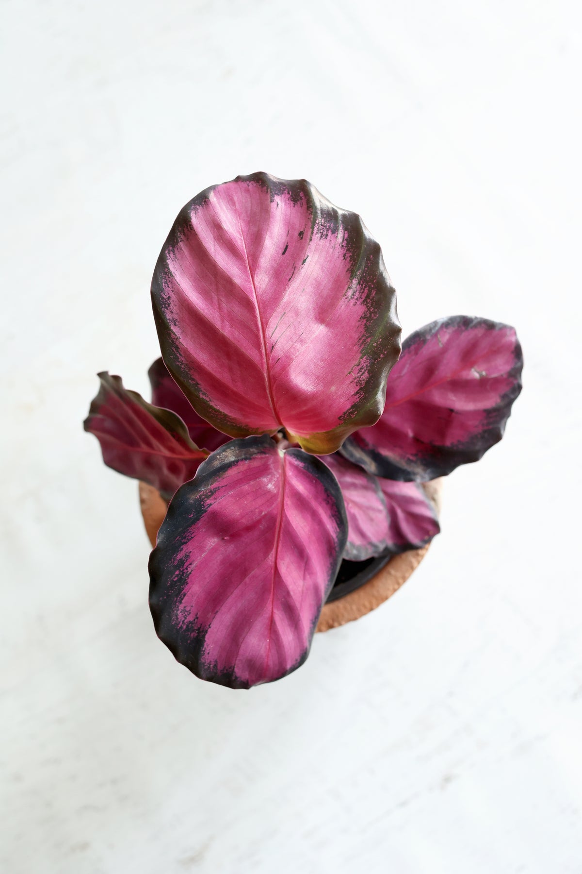 Purple Rose Calathea (Calthea Roseopicta)