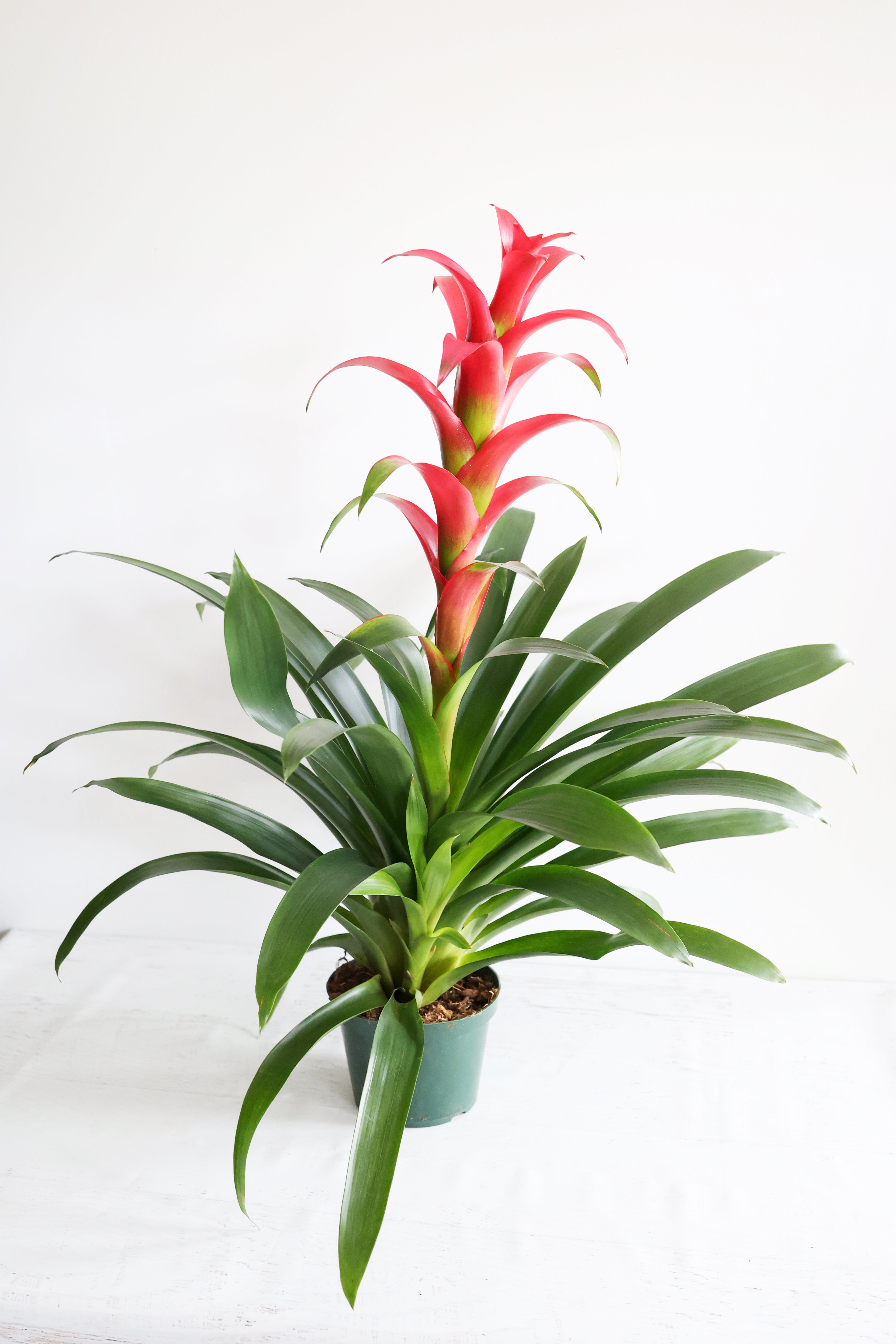 Bromeliad