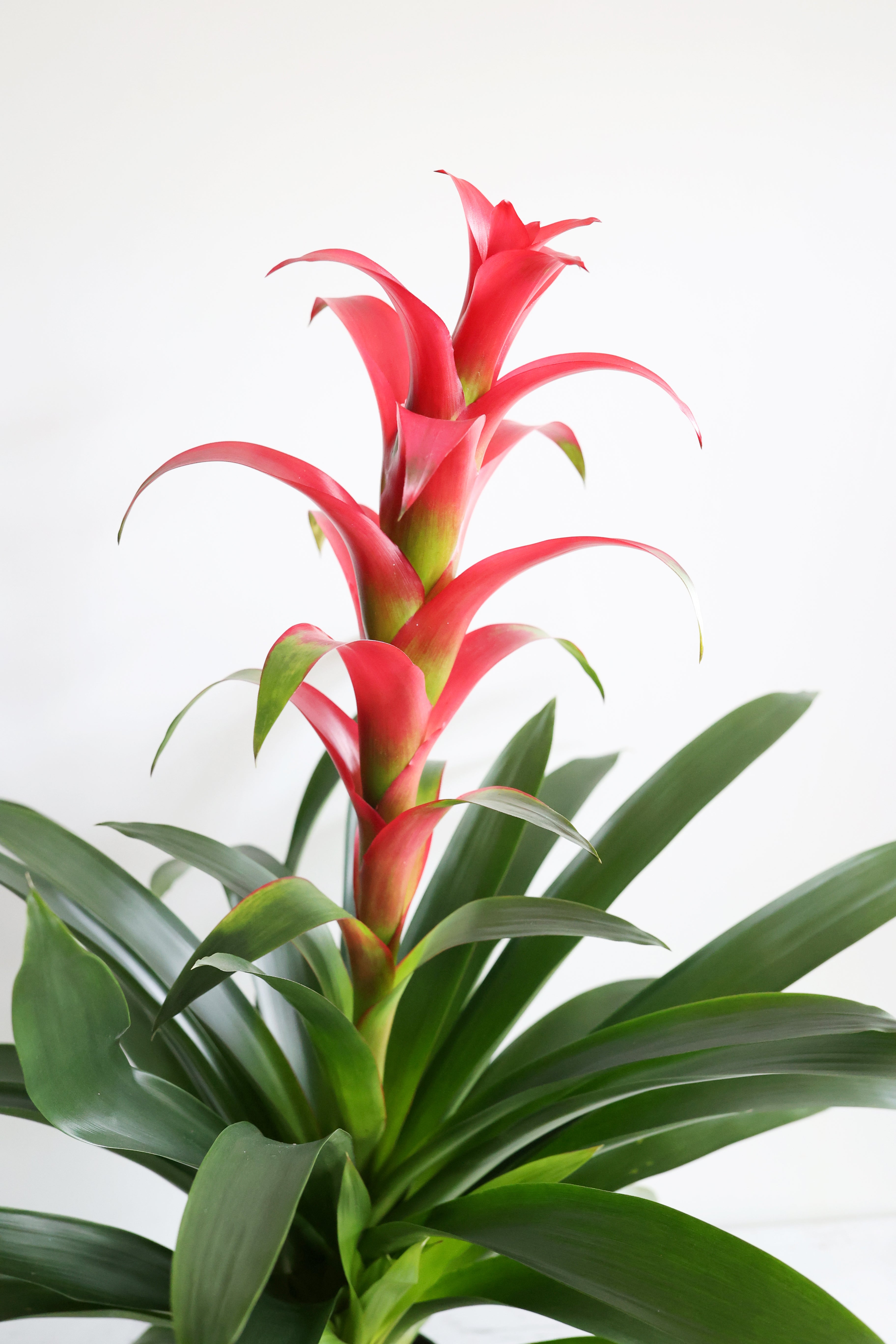 Bromeliad