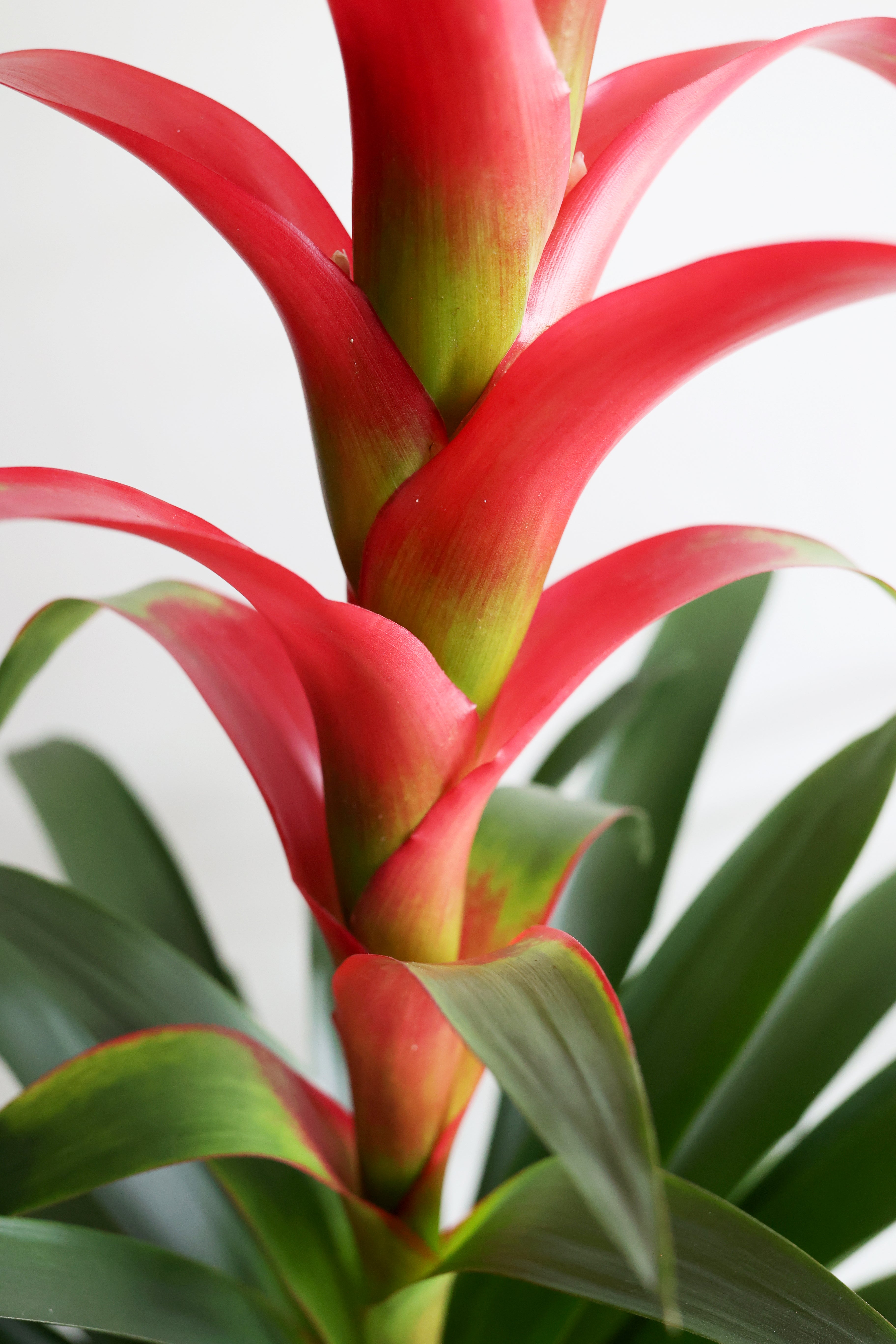 Bromeliad