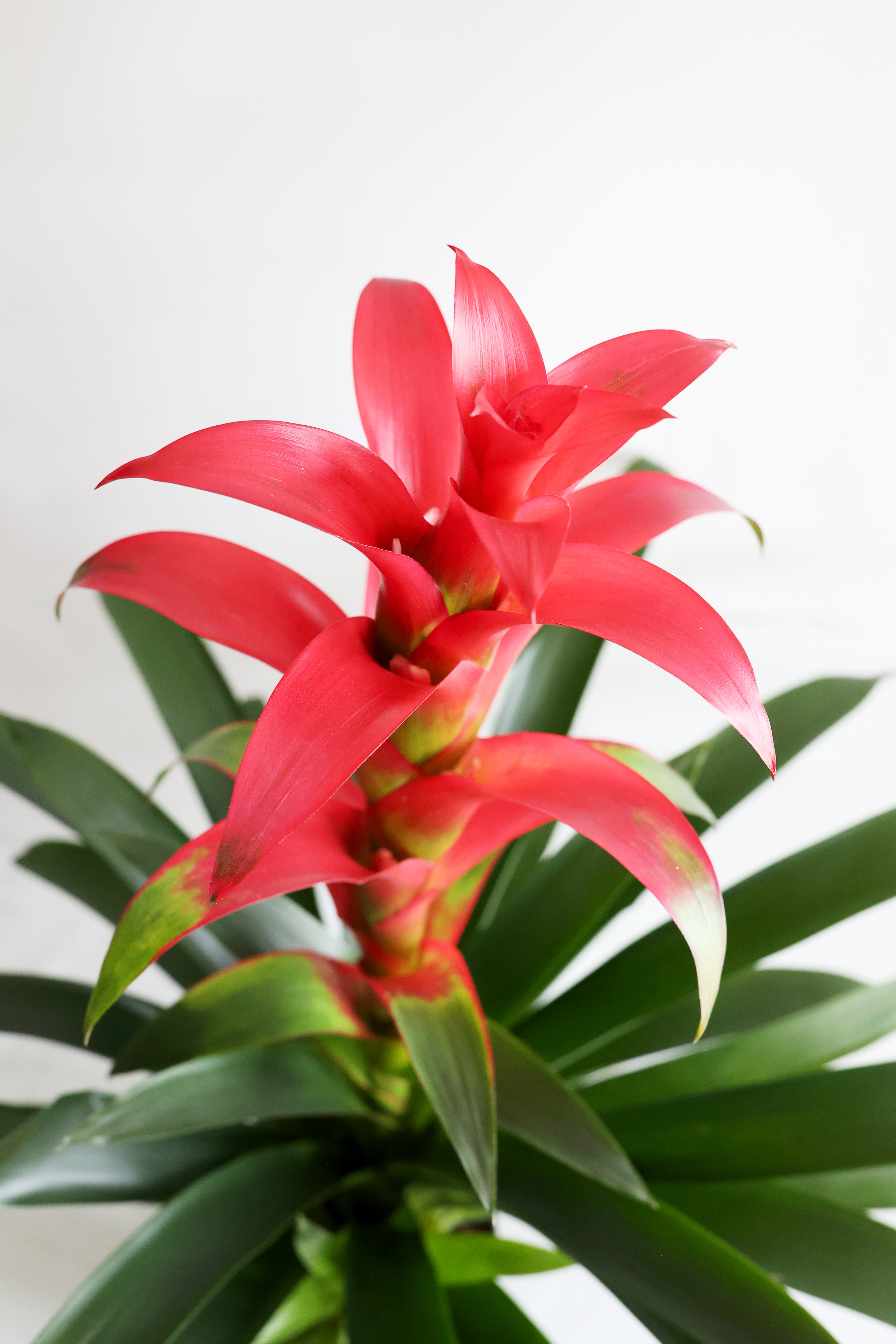 Bromeliad