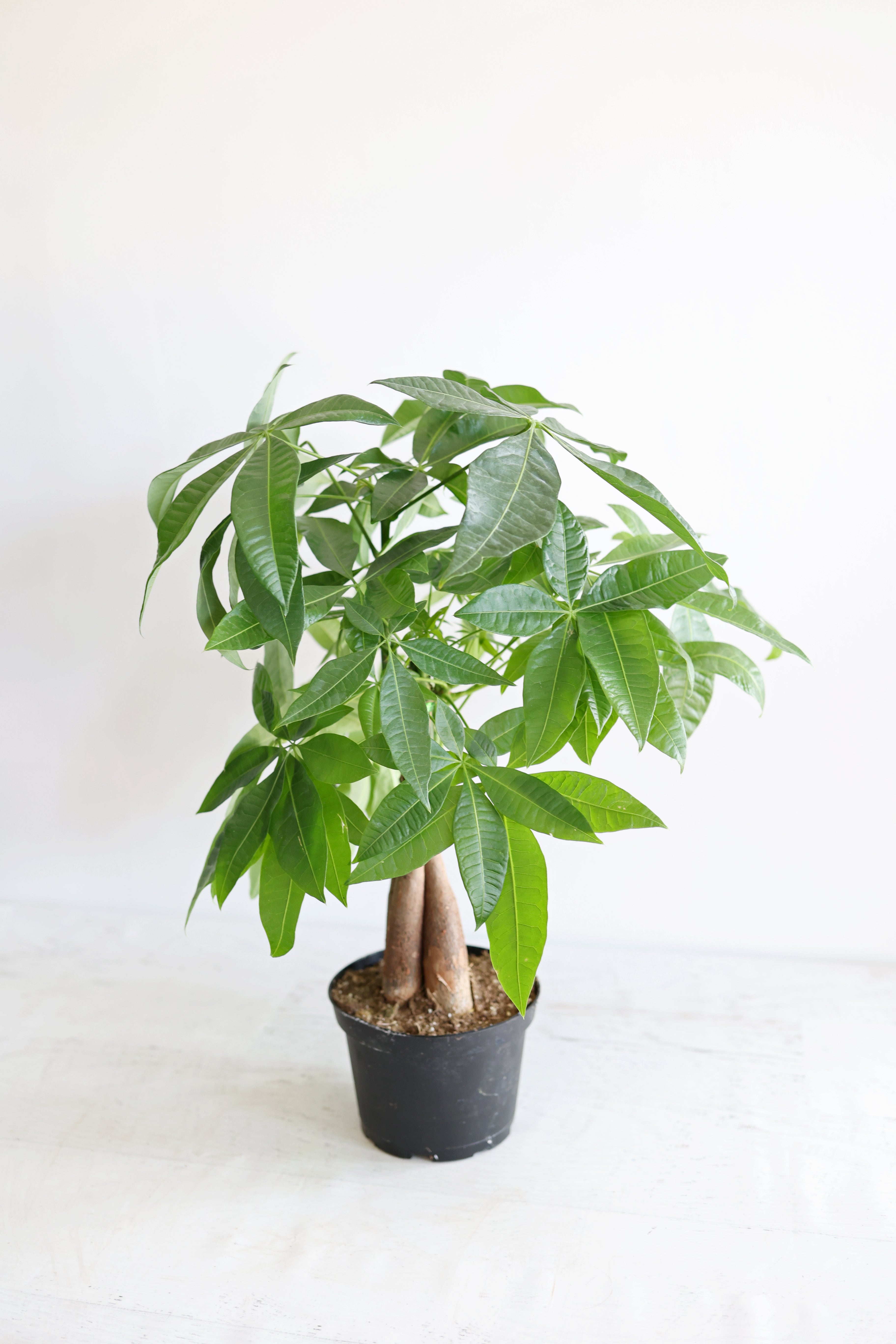 Money Tree