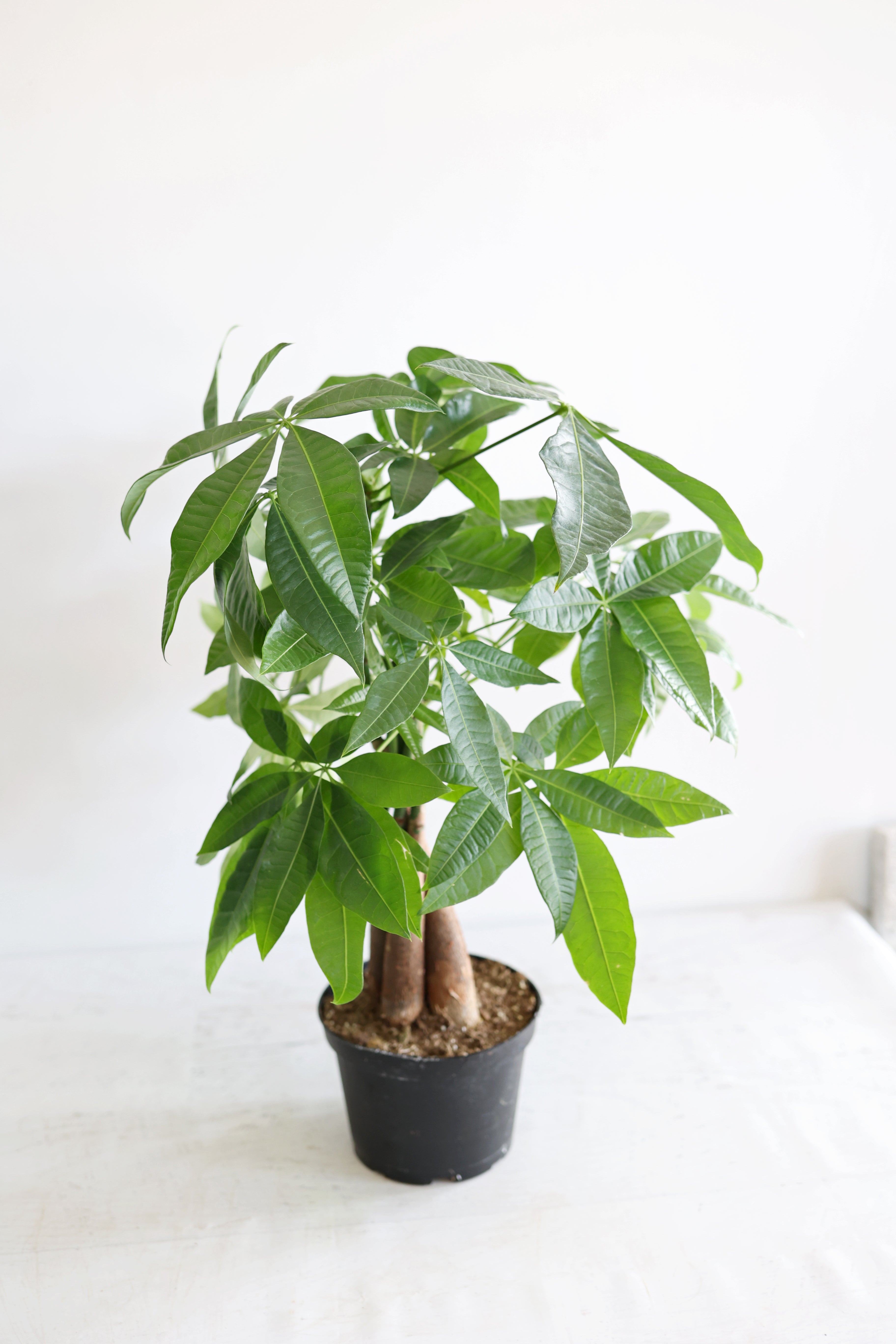 Money Tree
