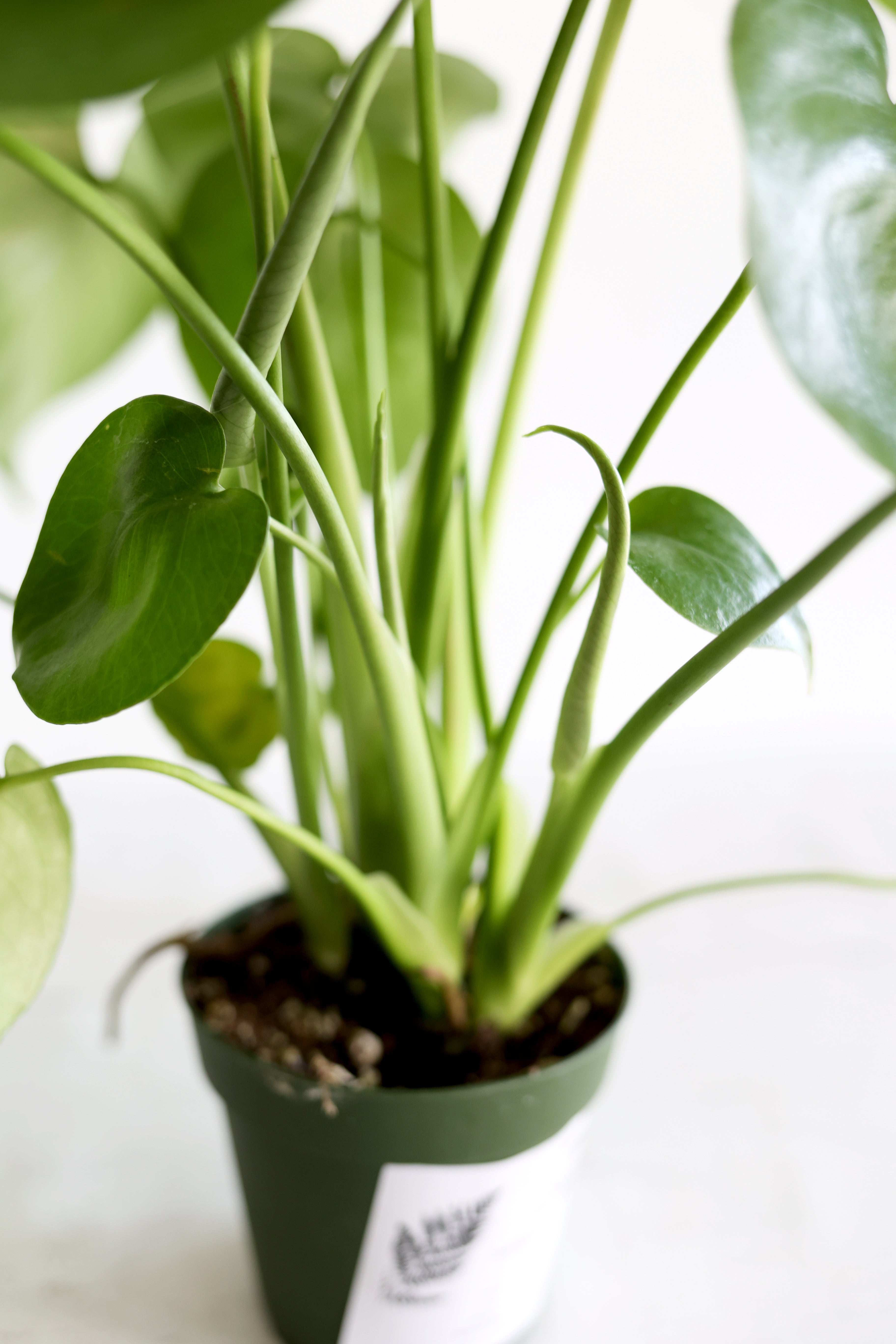 Monstera Houseplant