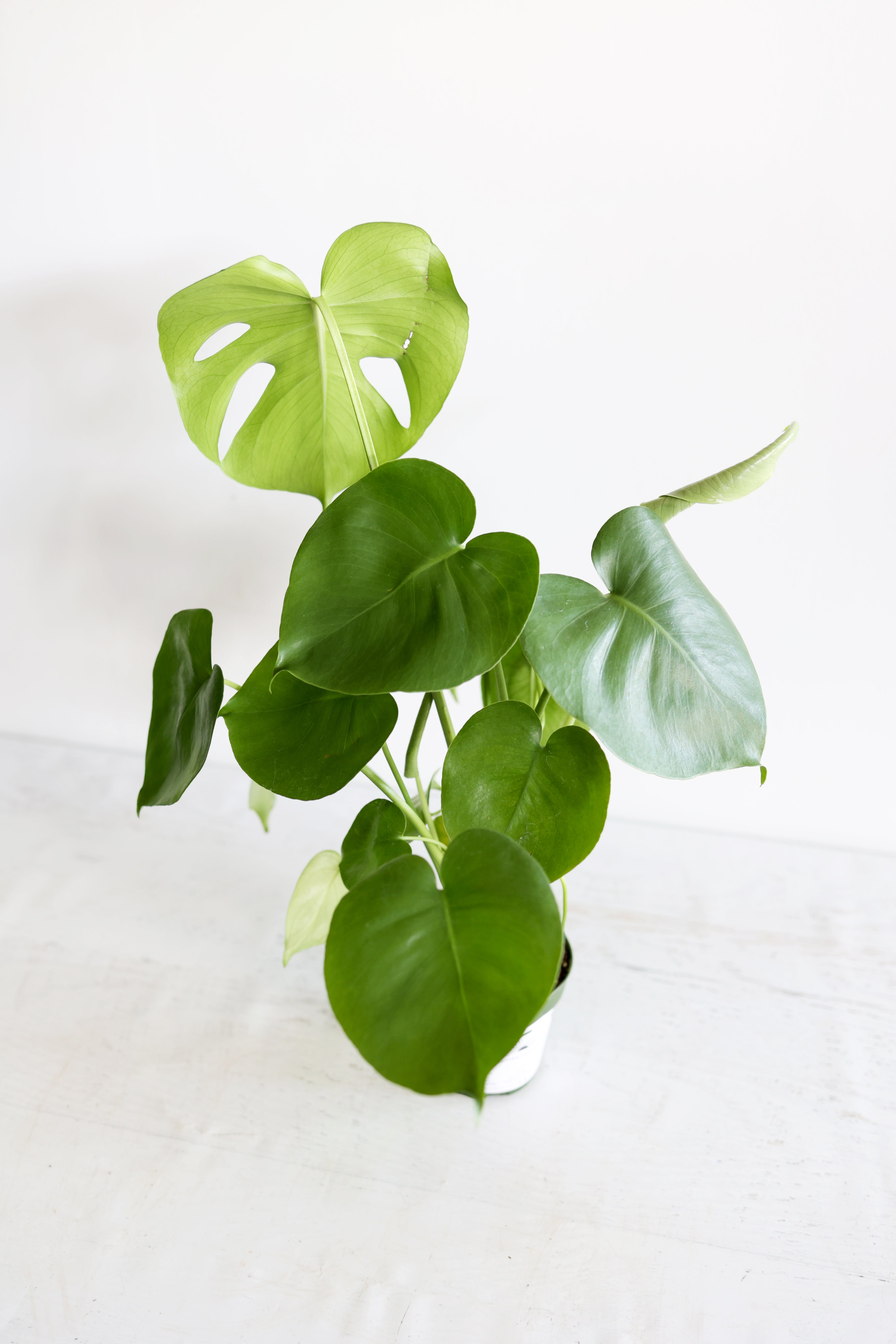 Monstera Houseplant