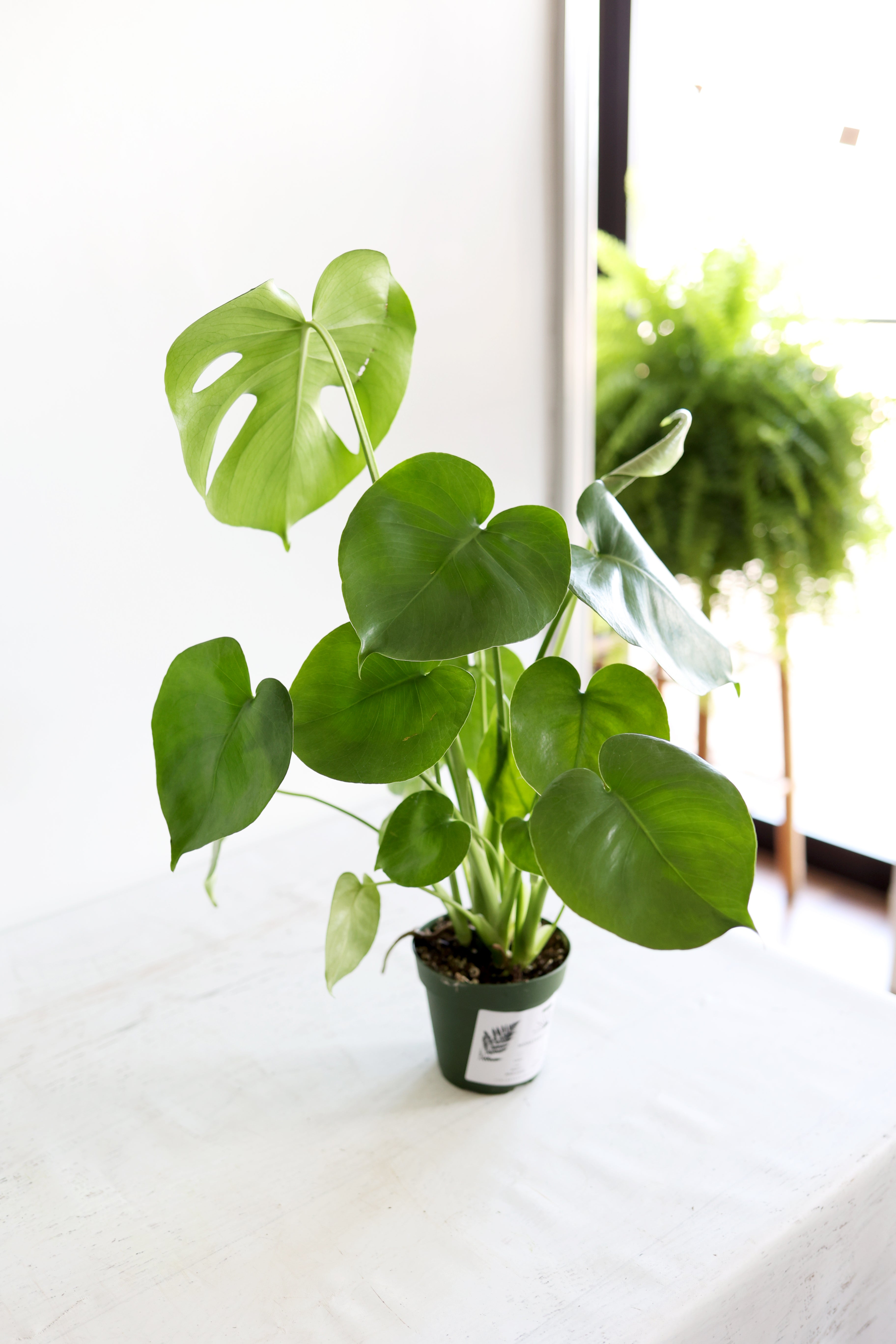 Monstera Houseplant