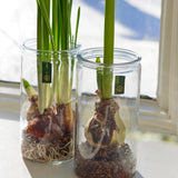Amaryllis Winter Bulb Kit