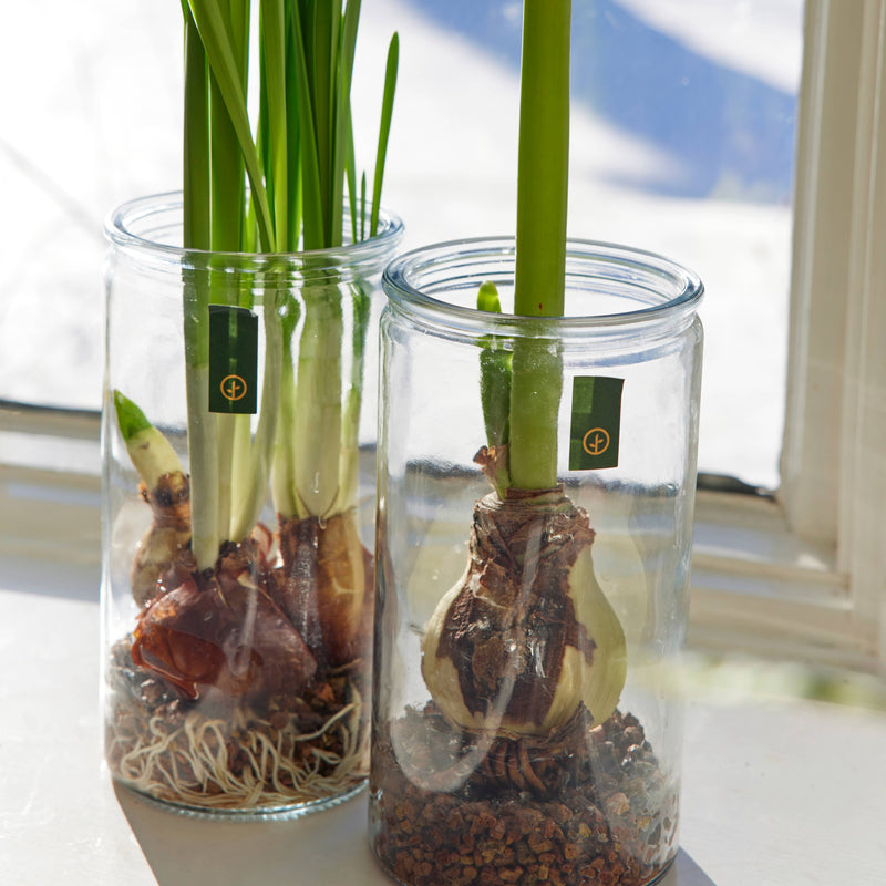 Amaryllis Winter Bulb Kit