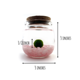 Medium Marimo Moss Ball Terrarium with Rose Quartz Gemstones