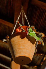 Hanging Planter Concrete-washed Terracotta