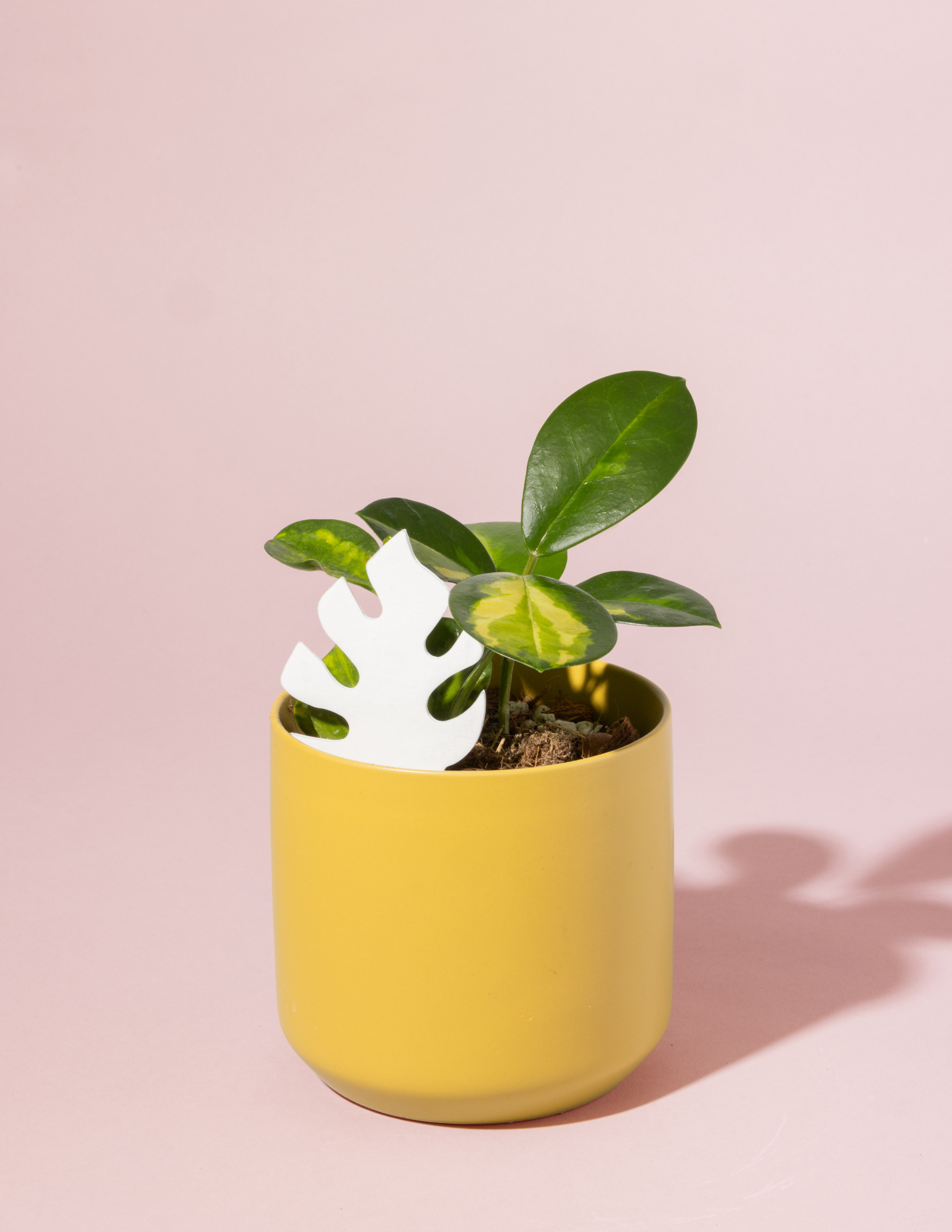 Monstera PlantDoc: Color-Change Plant Moisture Indicator