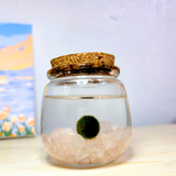 Medium Marimo Moss Ball Terrarium with Rose Quartz Gemstones