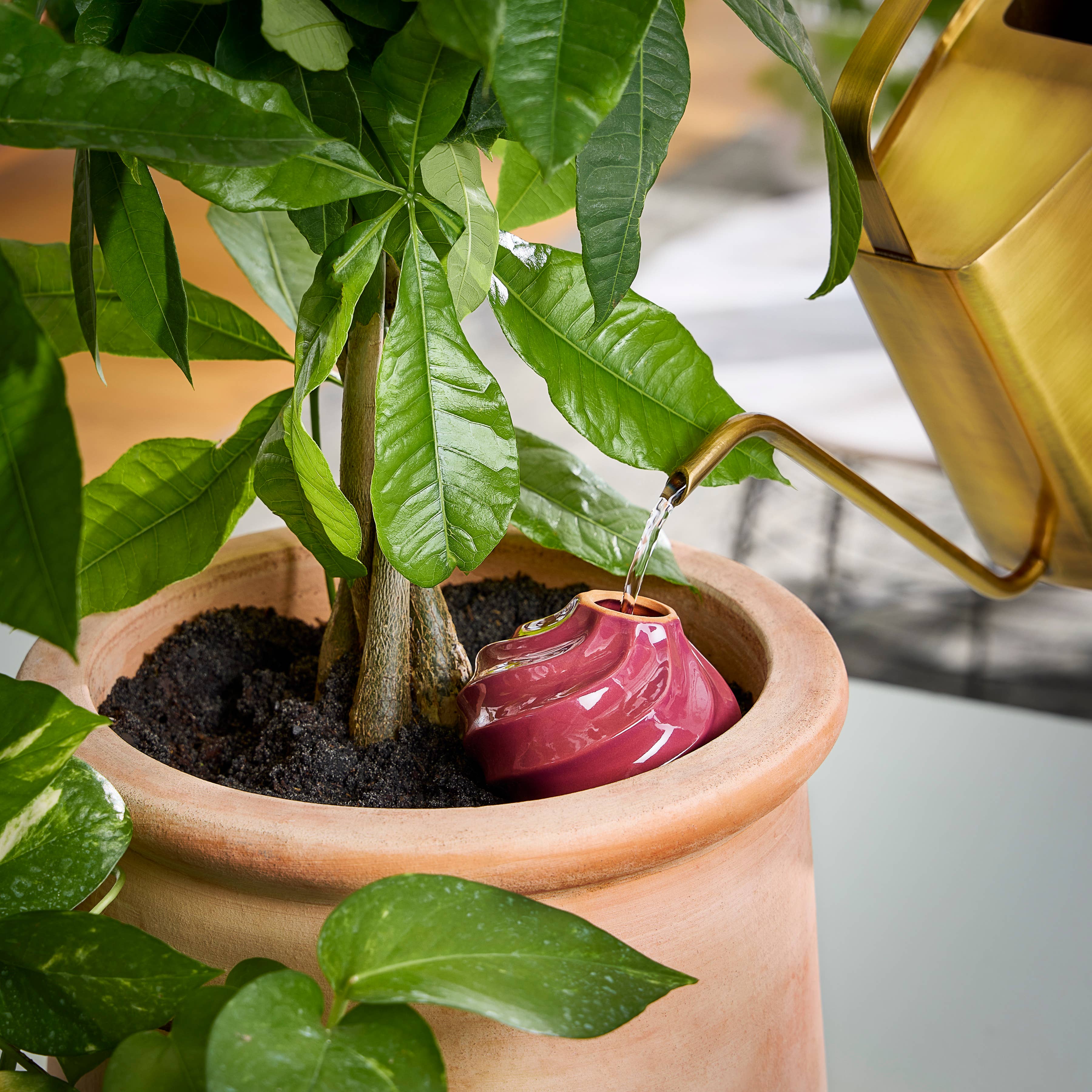 Terracotta Watering Bulb