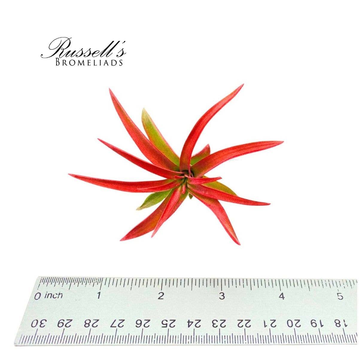 Velutina Air Plant, 2-3"