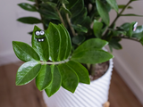 Plant Faces Magnetic | Magnet Charms for Indoor Plants