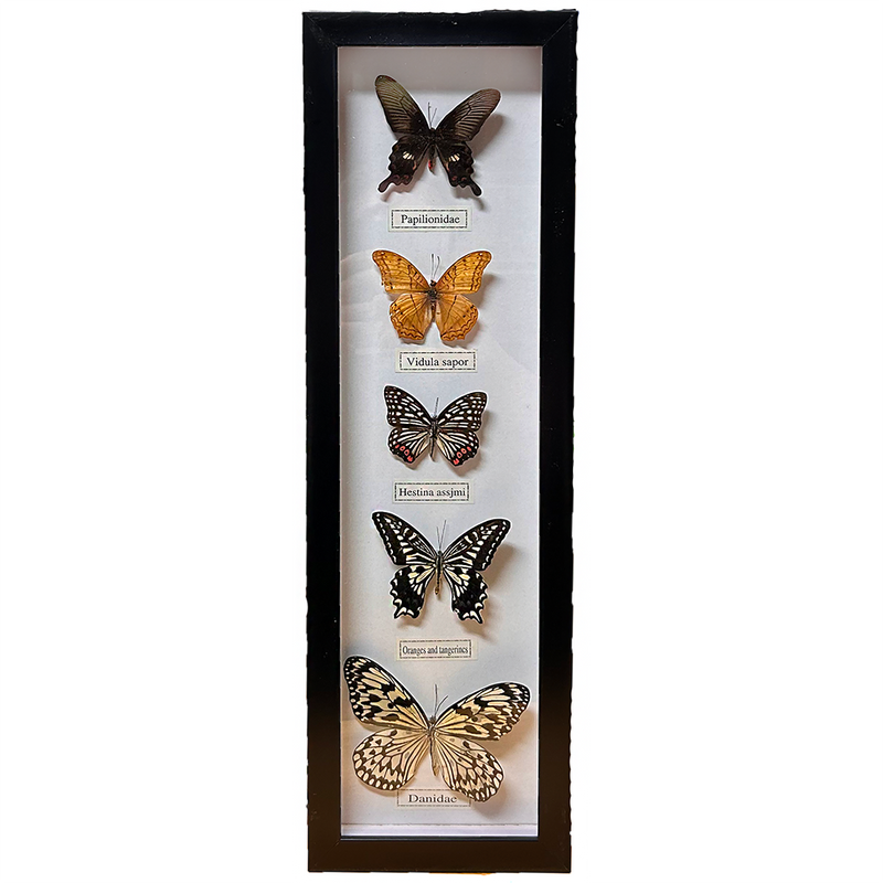 Set of 5 Butterfly Specimens in Vertical Black Picture Frame