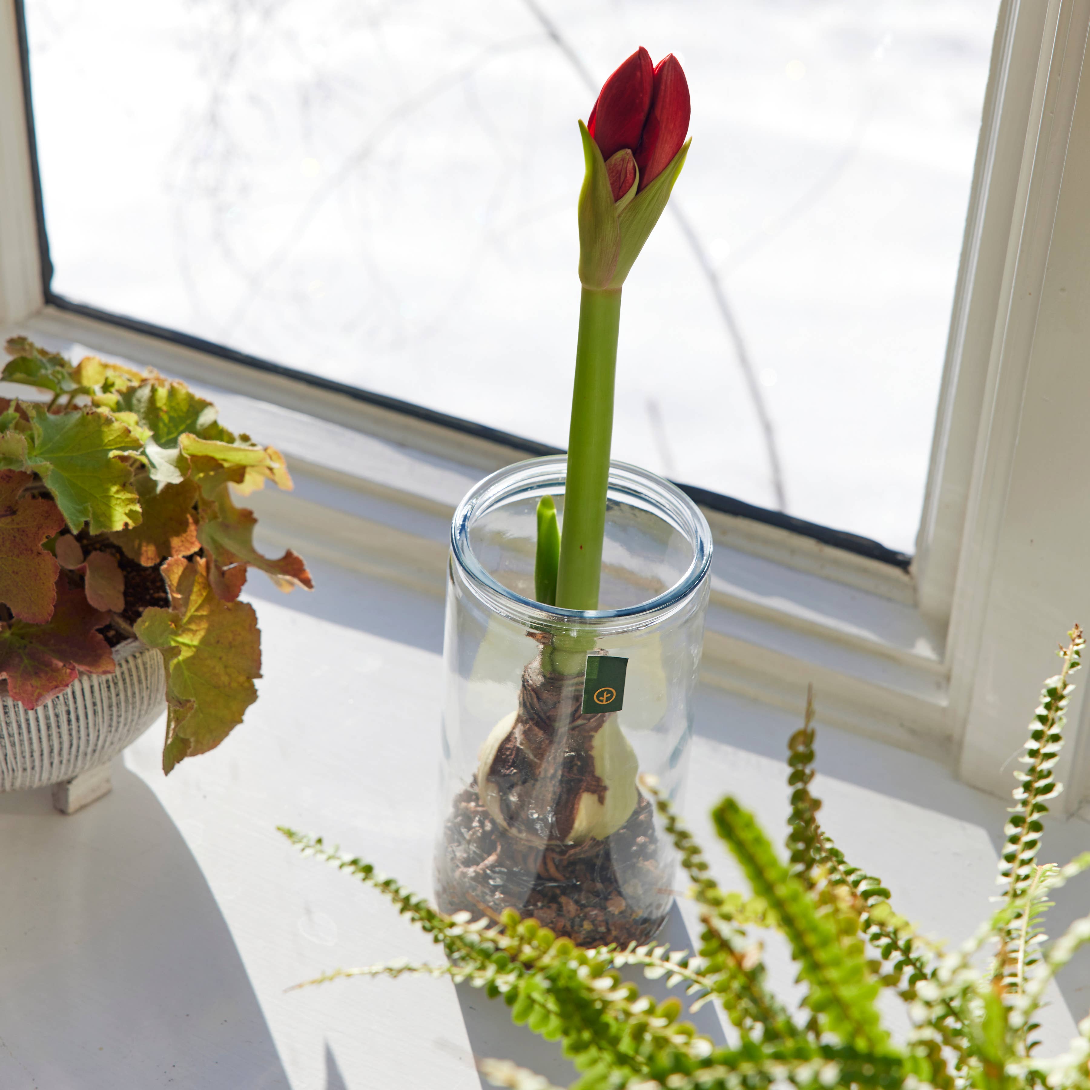 Amaryllis Winter Bulb Kit