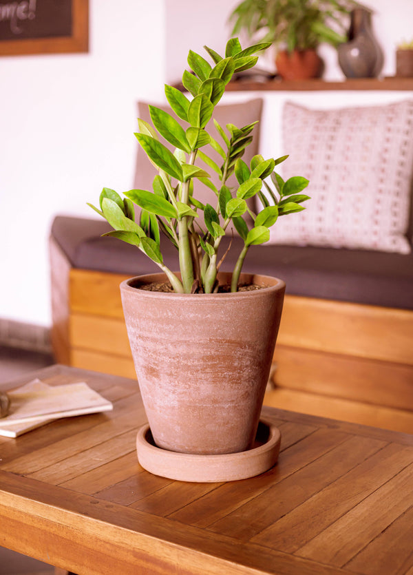 Large Planter | Concrete-washed Terracotta