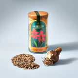 Amaryllis Winter Bulb Kit
