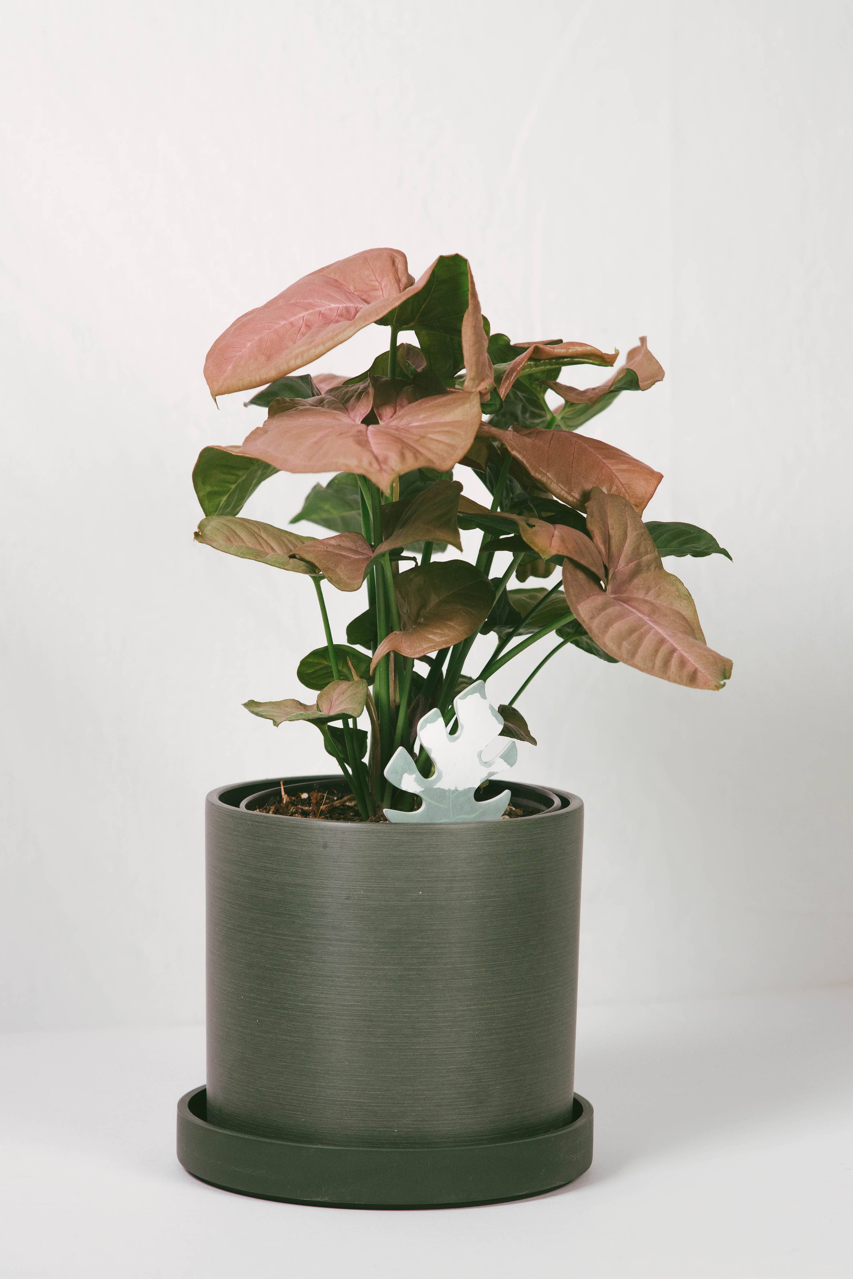 Monstera PlantDoc: Color-Change Plant Moisture Indicator