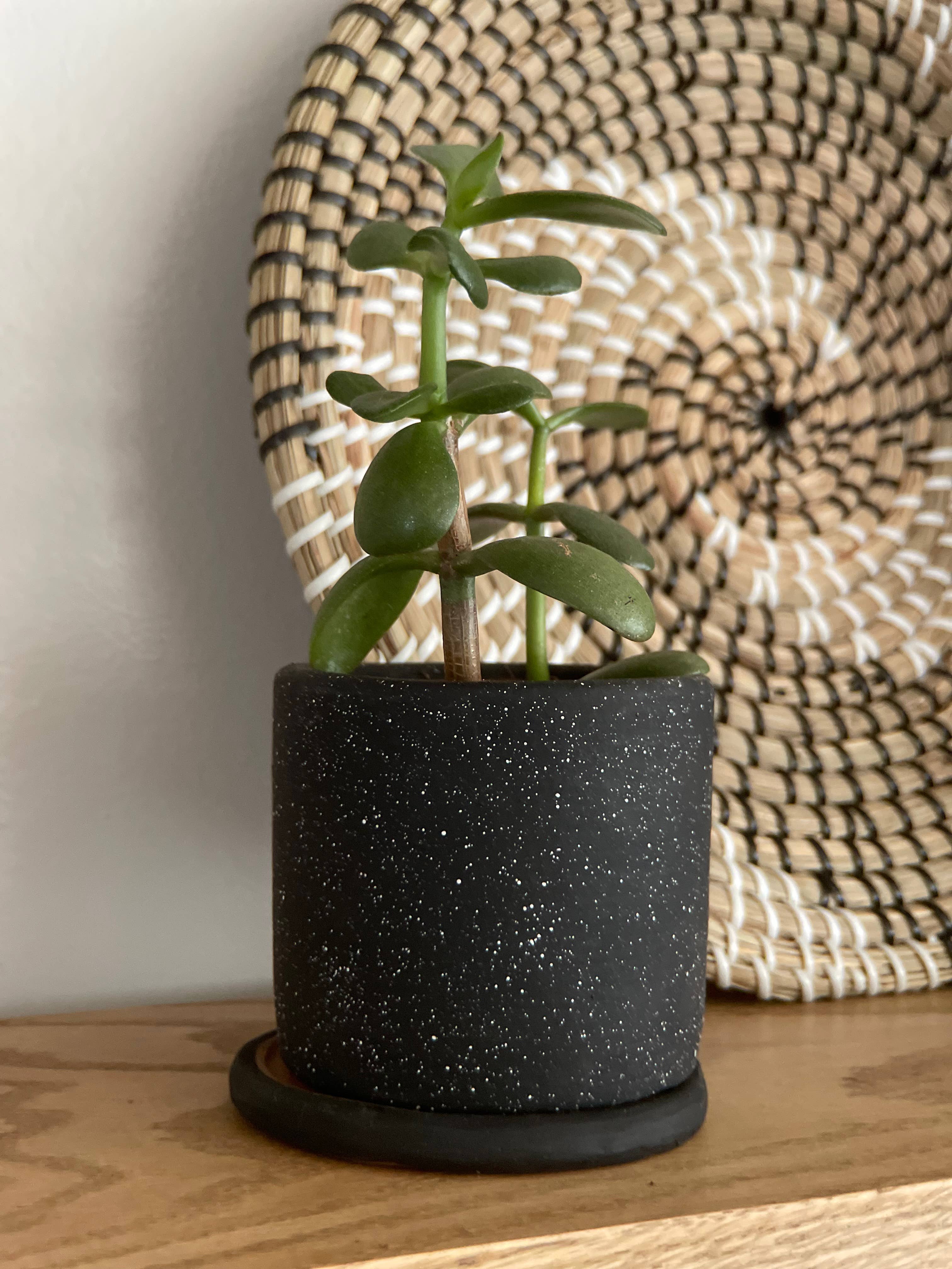 Small Ceramic Planter