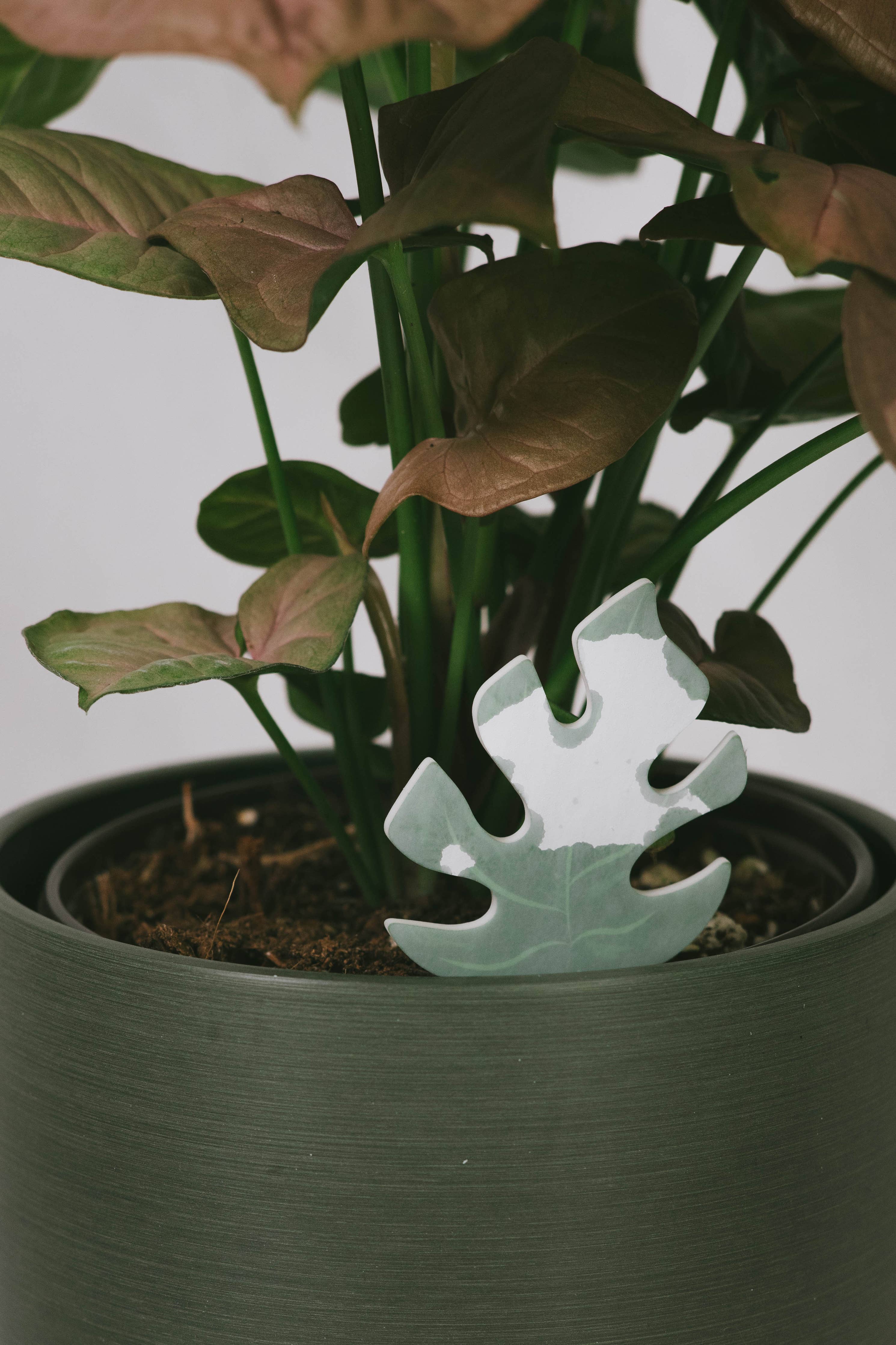 Monstera PlantDoc: Color-Change Plant Moisture Indicator