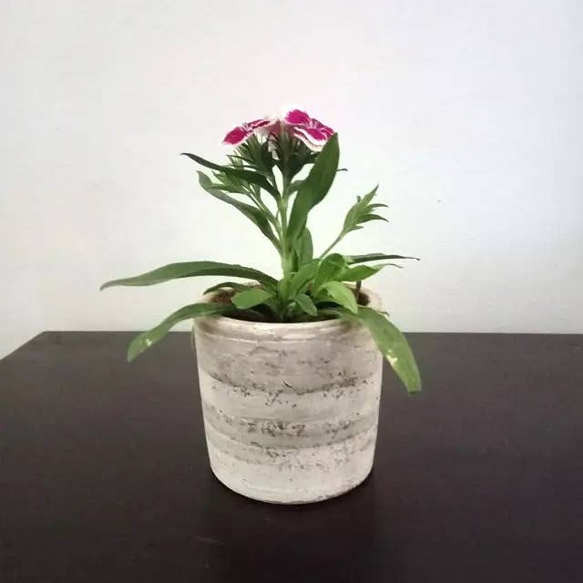 Concrete White-washed  Cylinder Planter Case (2 units)
