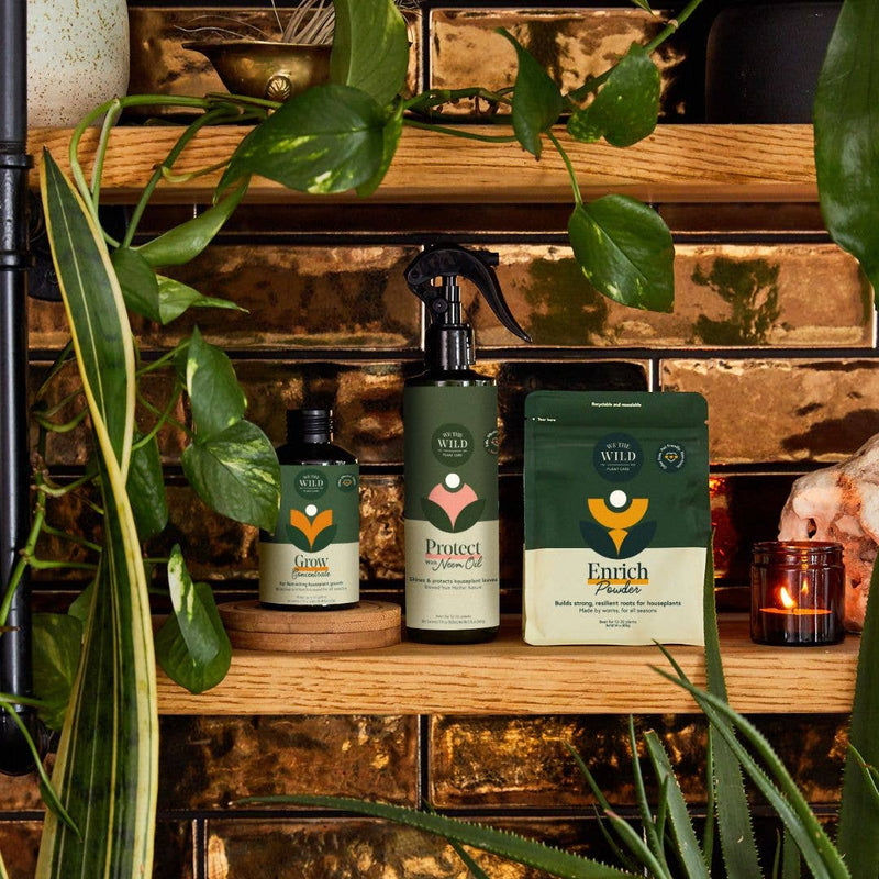 Holiday Plant Care Taster Kit