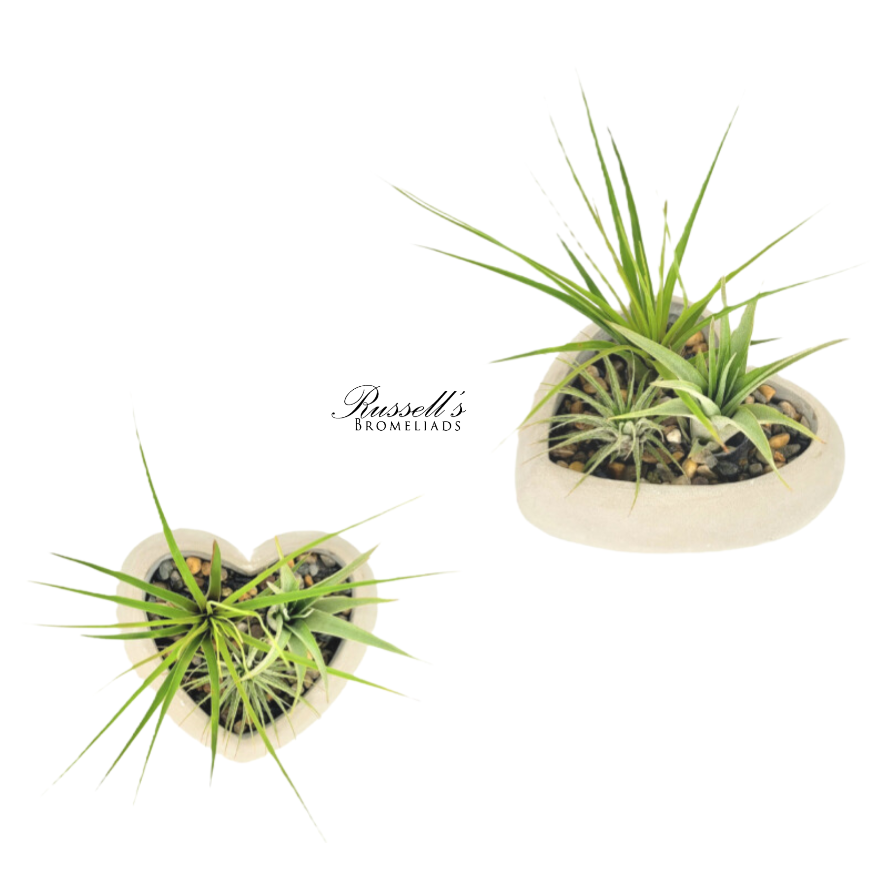 Heart Air Plant Garden